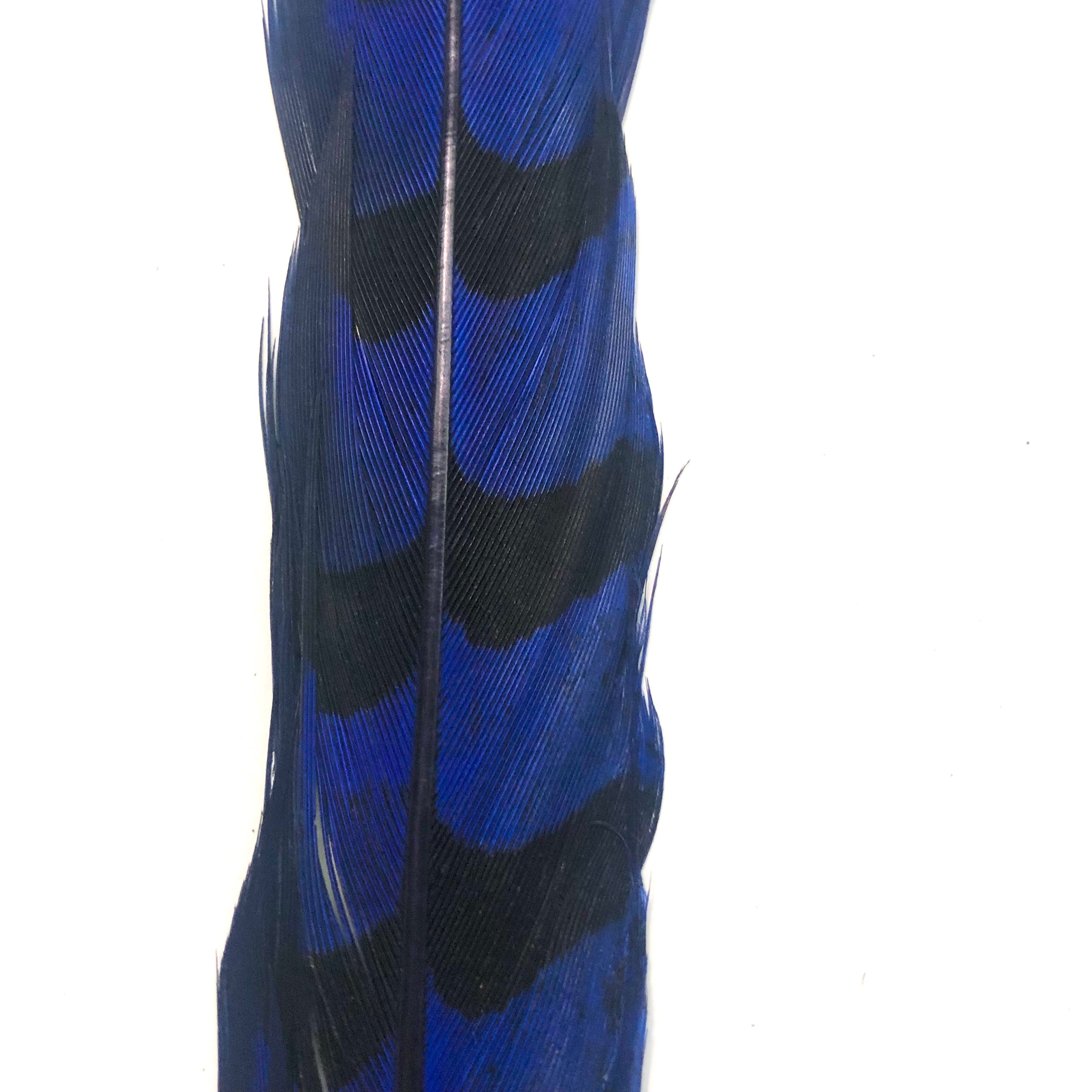 18" to 20" Reeves Pheasant Tail Feather - Royal Blue