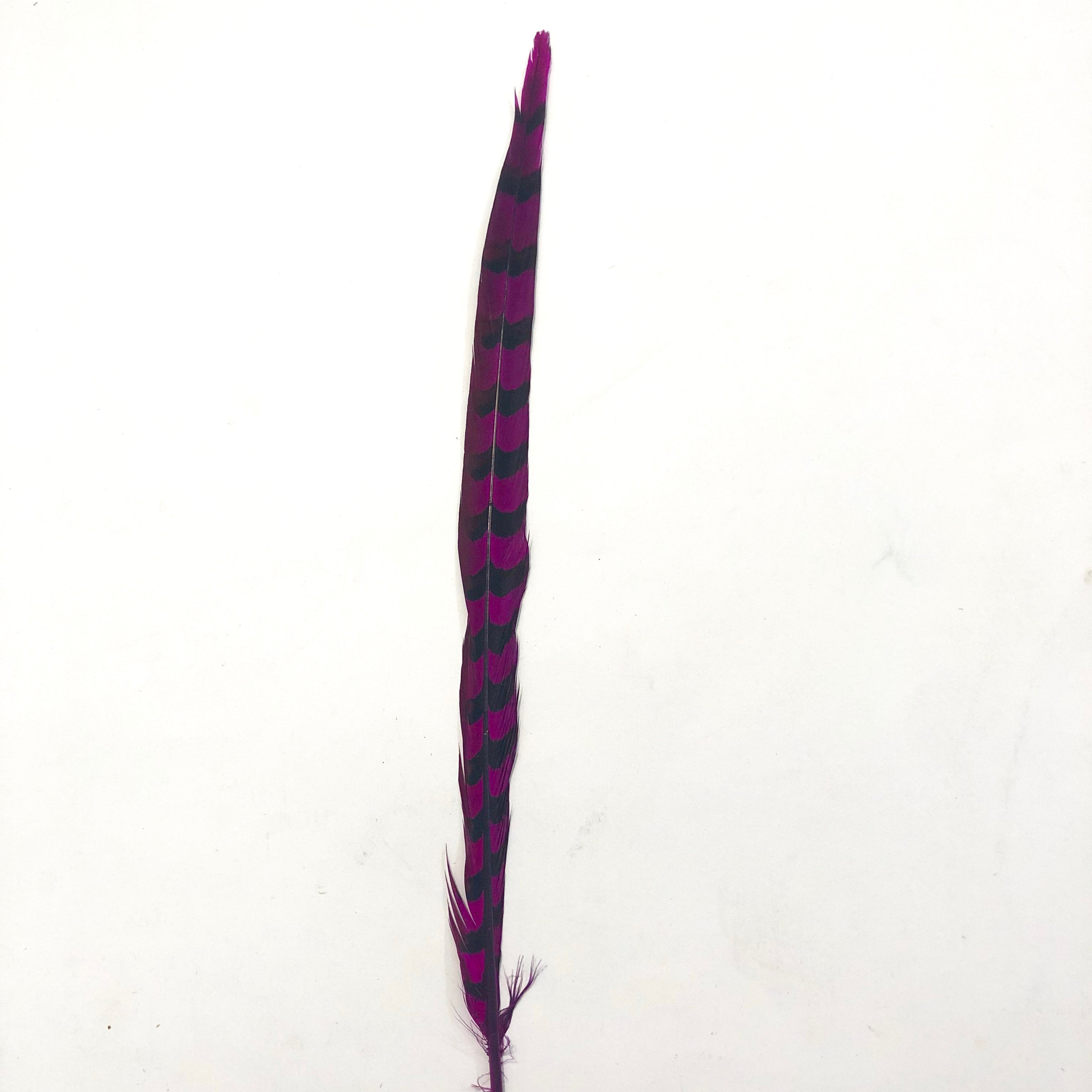 18" to 20" Reeves Pheasant Tail Feather - Cerise