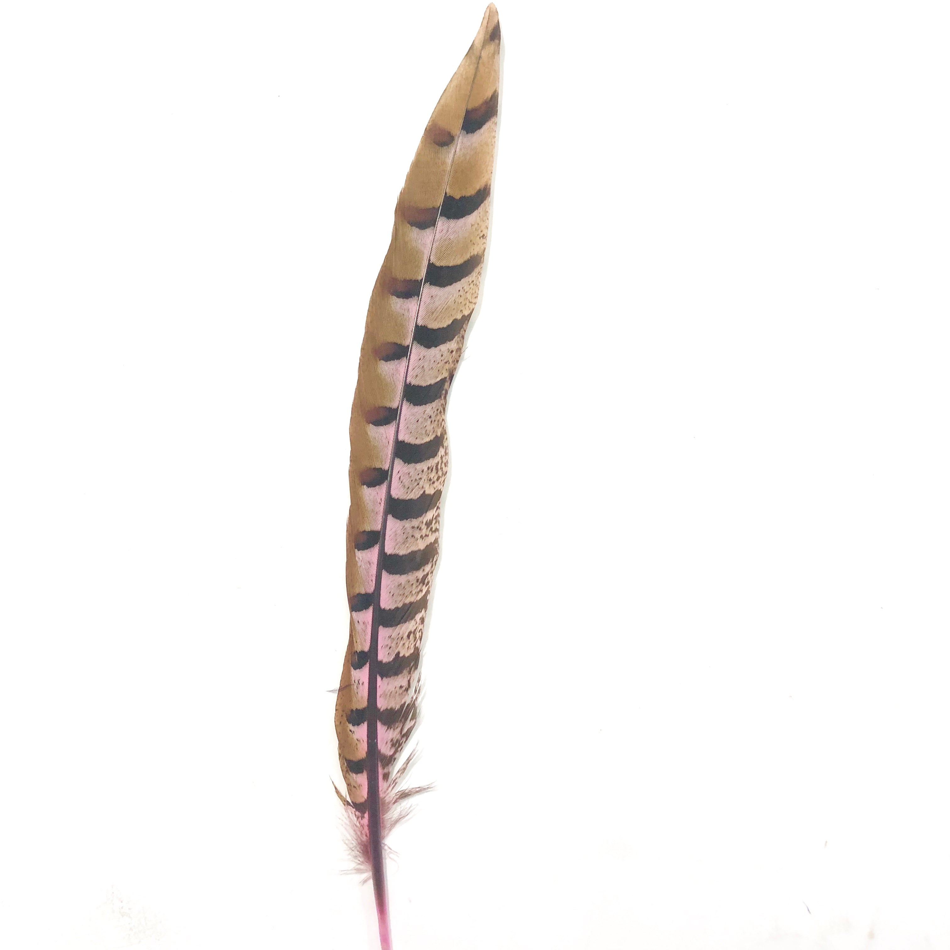 8" to 10" Reeves Pheasant Tail Feather - Pink