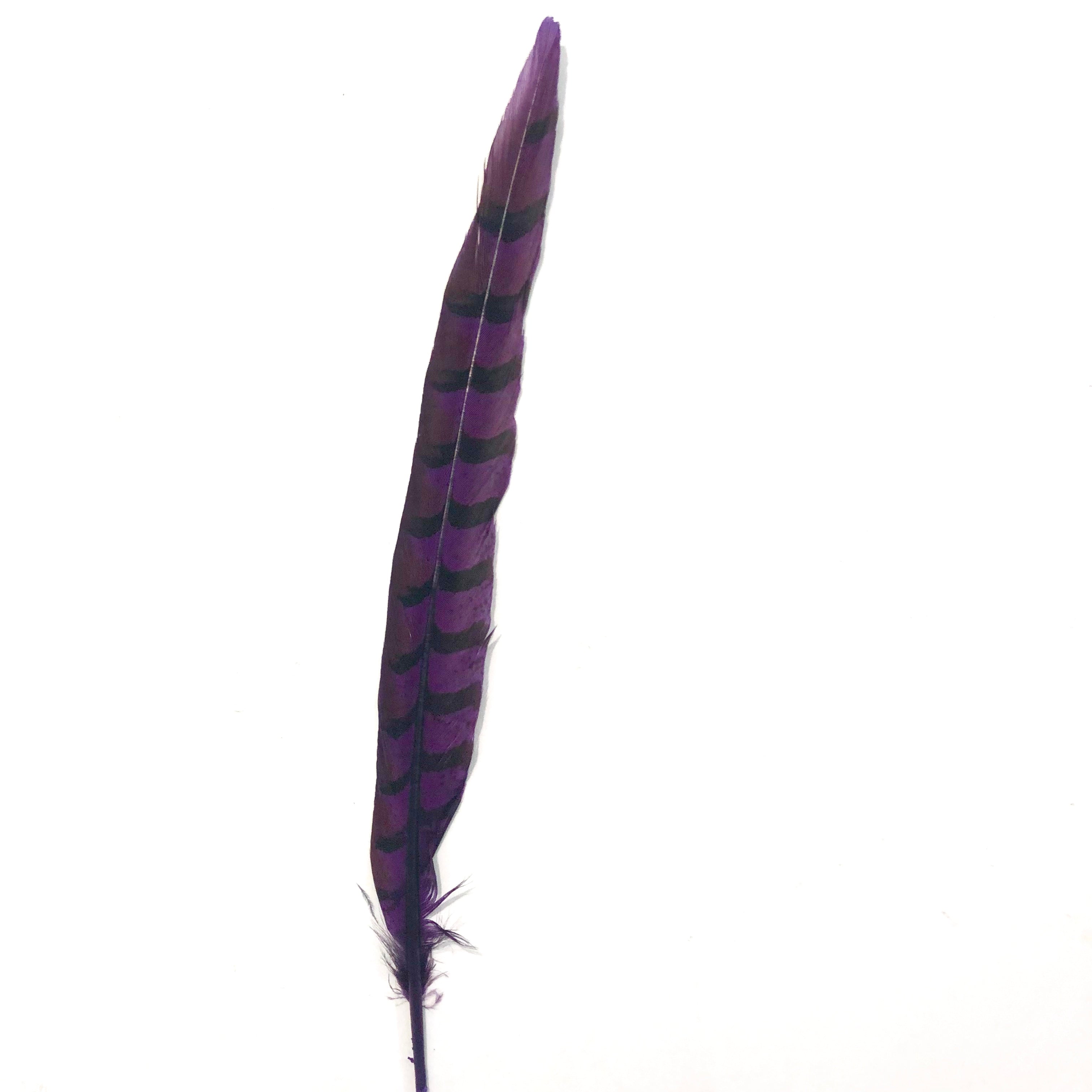 12" to 14" Reeves Pheasant Tail Feather - Eggplant