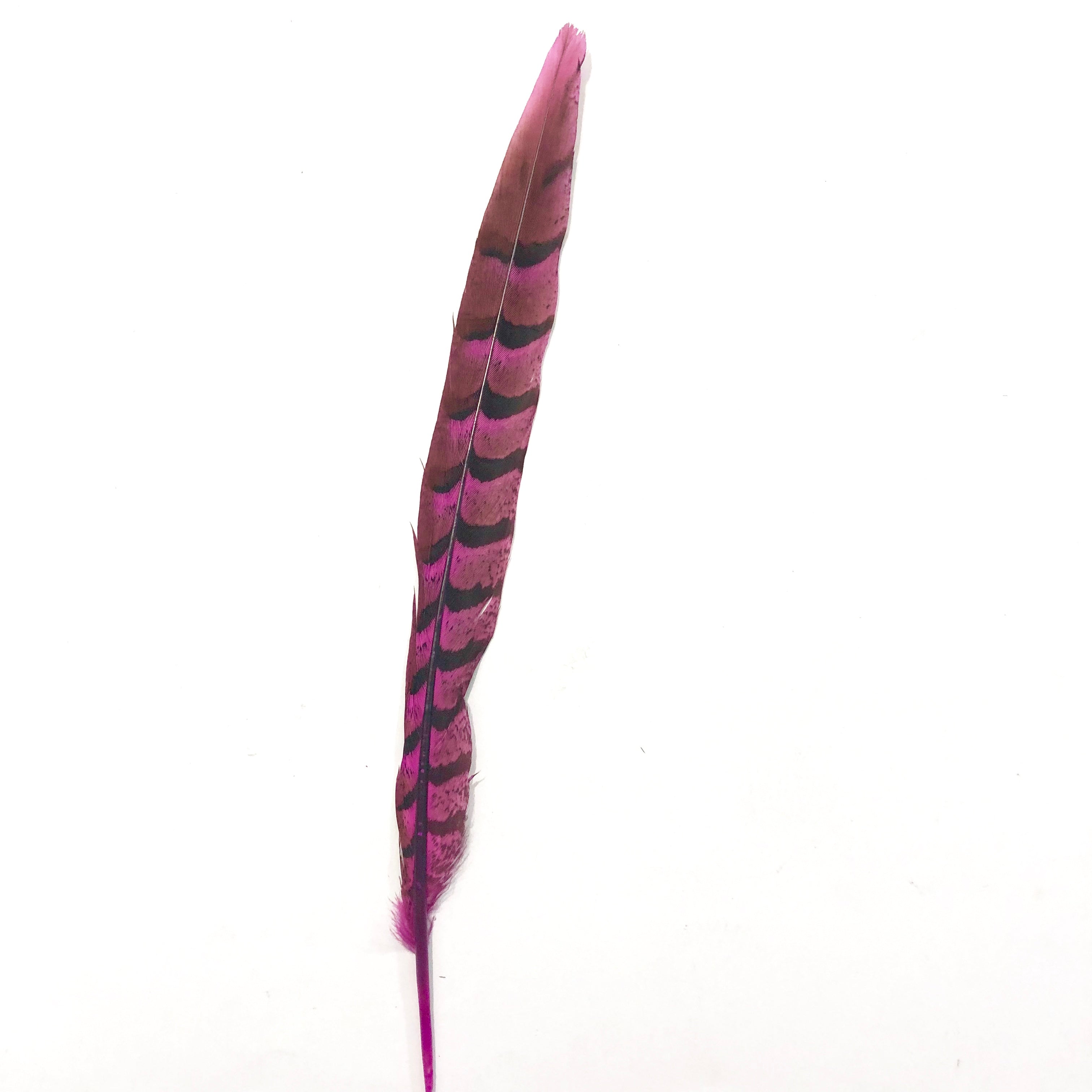 8" to 10" Reeves Pheasant Tail Feather - Hot Pink
