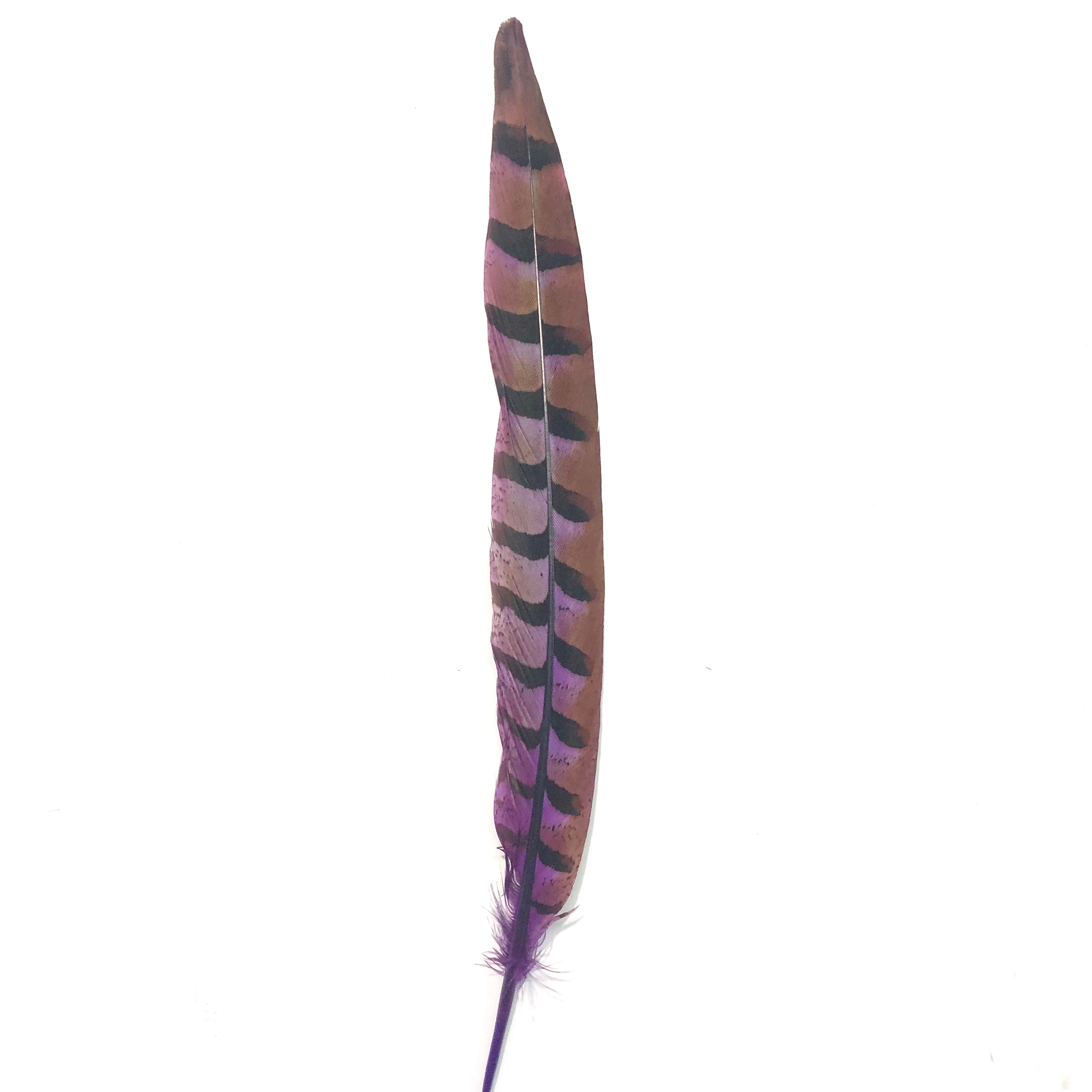 8" to 10" Reeves Pheasant Tail Feather - Purple