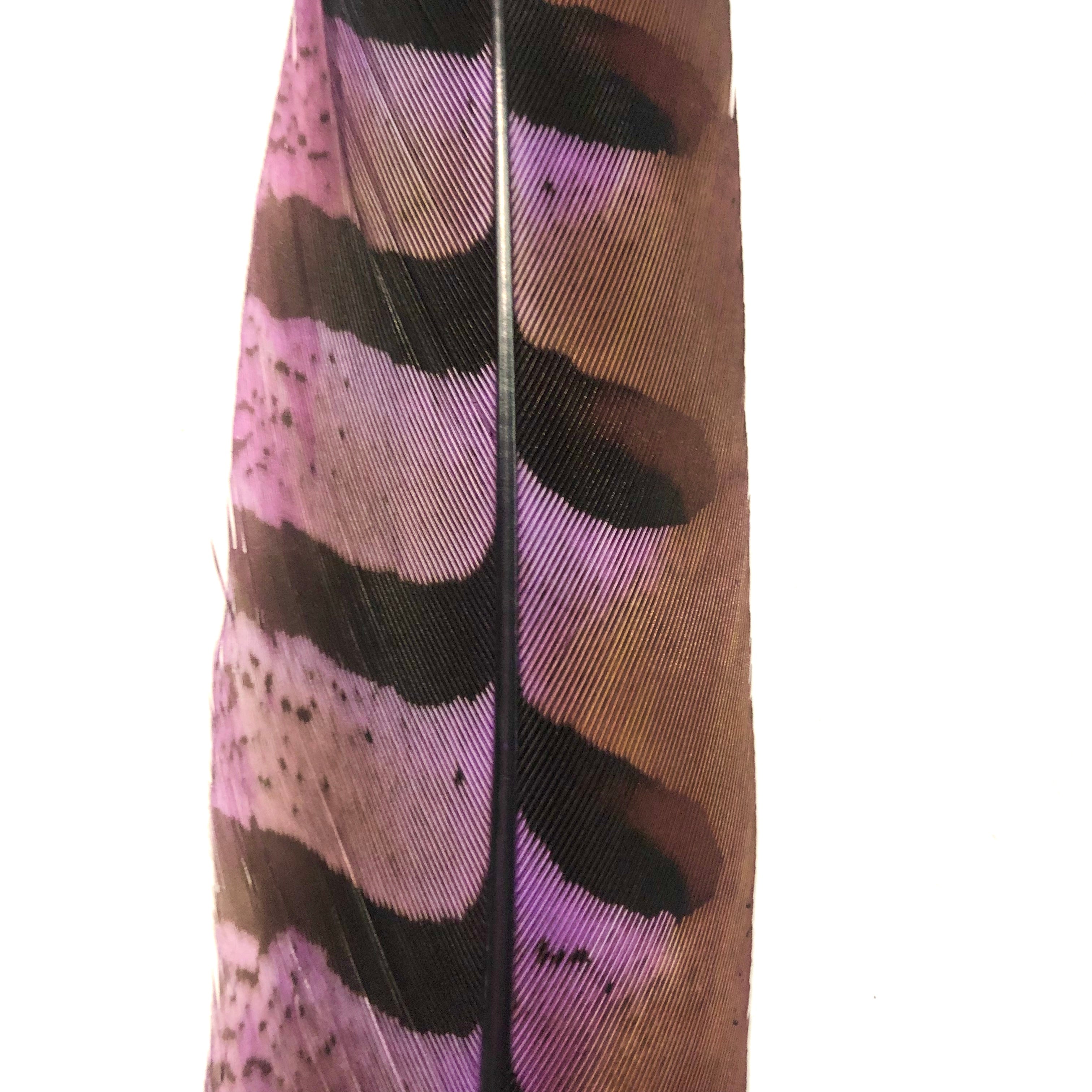 8" to 10" Reeves Pheasant Tail Feather - Purple