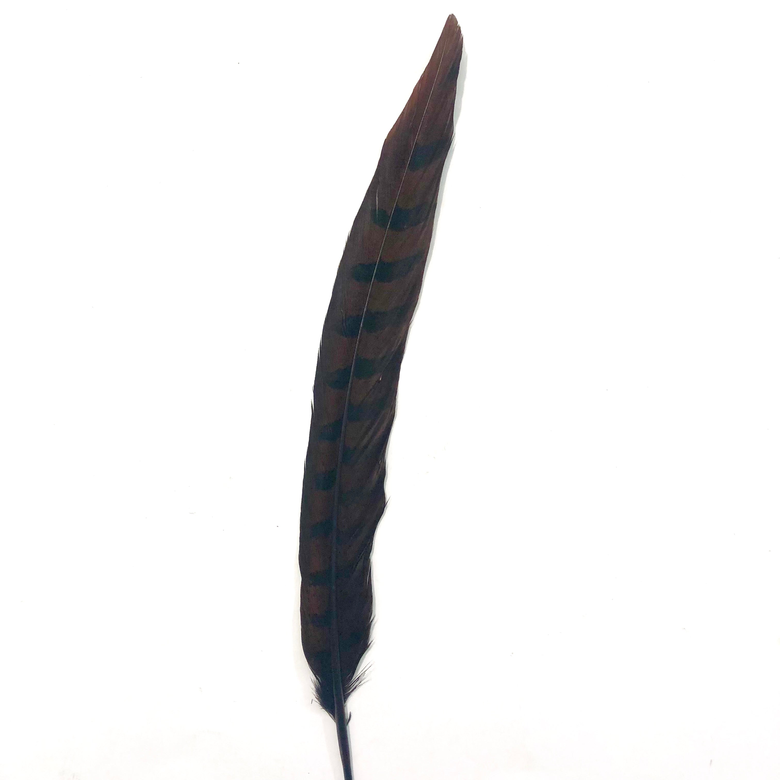 12" to 14" Reeves Pheasant Tail Feather - Chocolate Brown