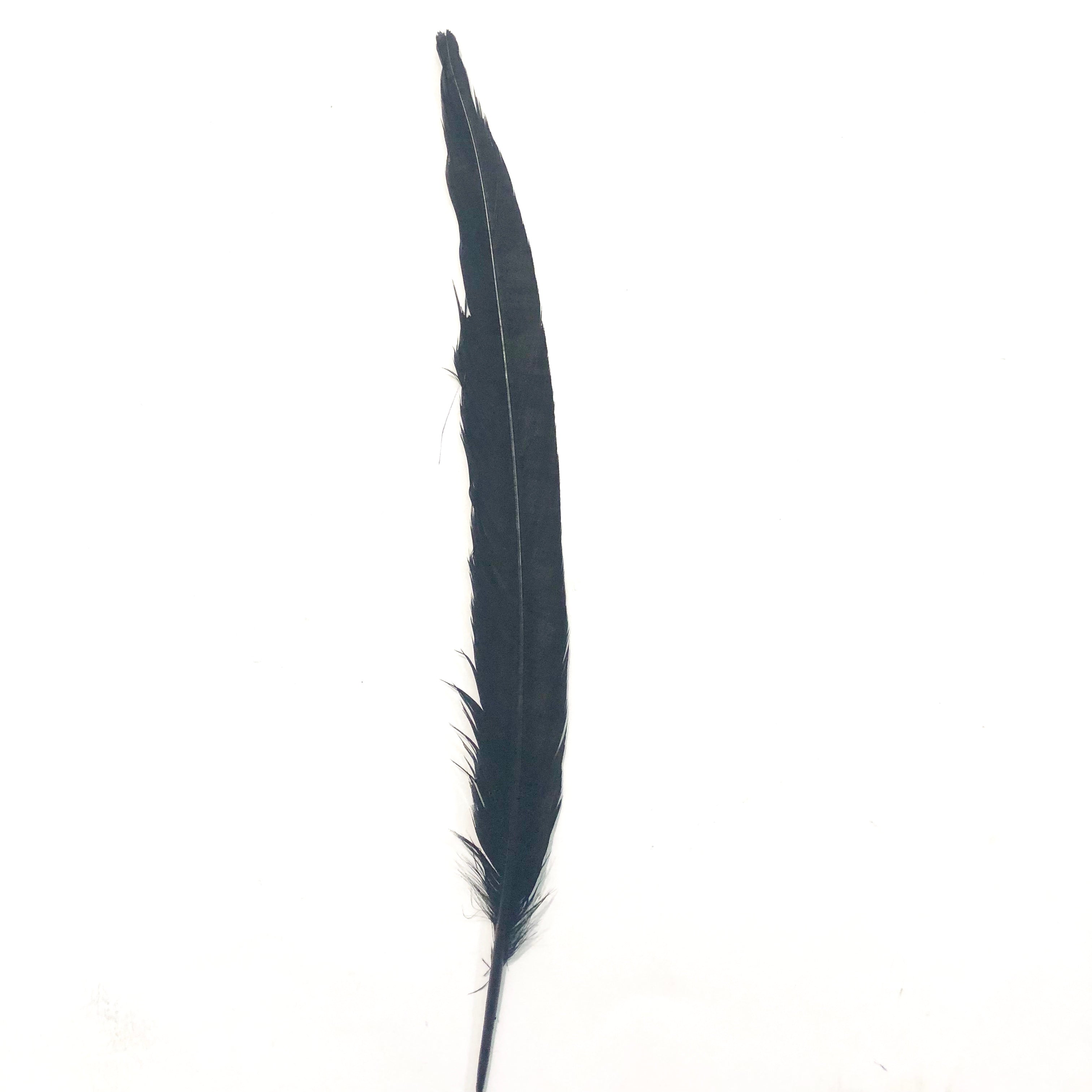 8" to 10" Reeves Pheasant Tail Feather - Black