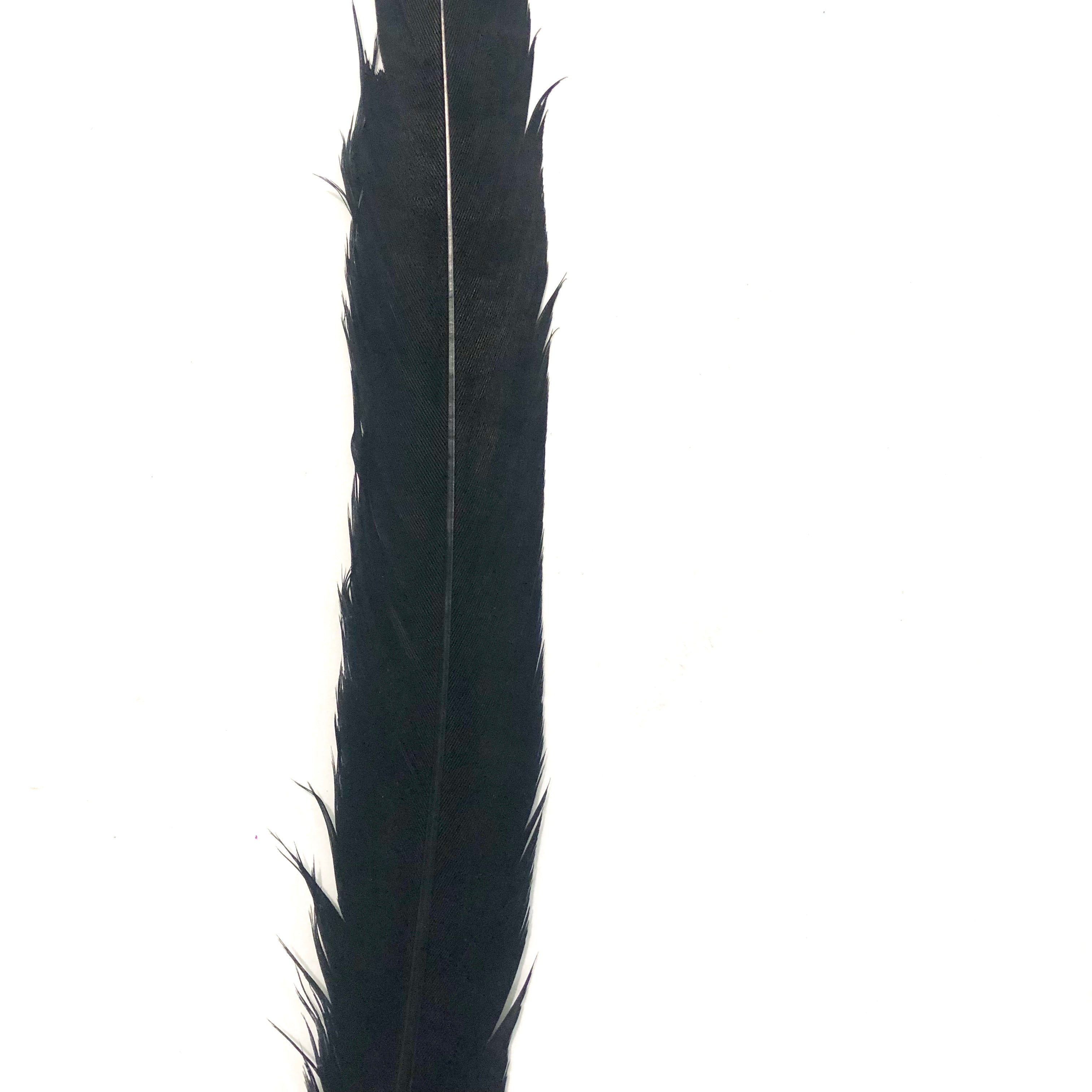 12" to 14" Reeves Pheasant Tail Feather - Black