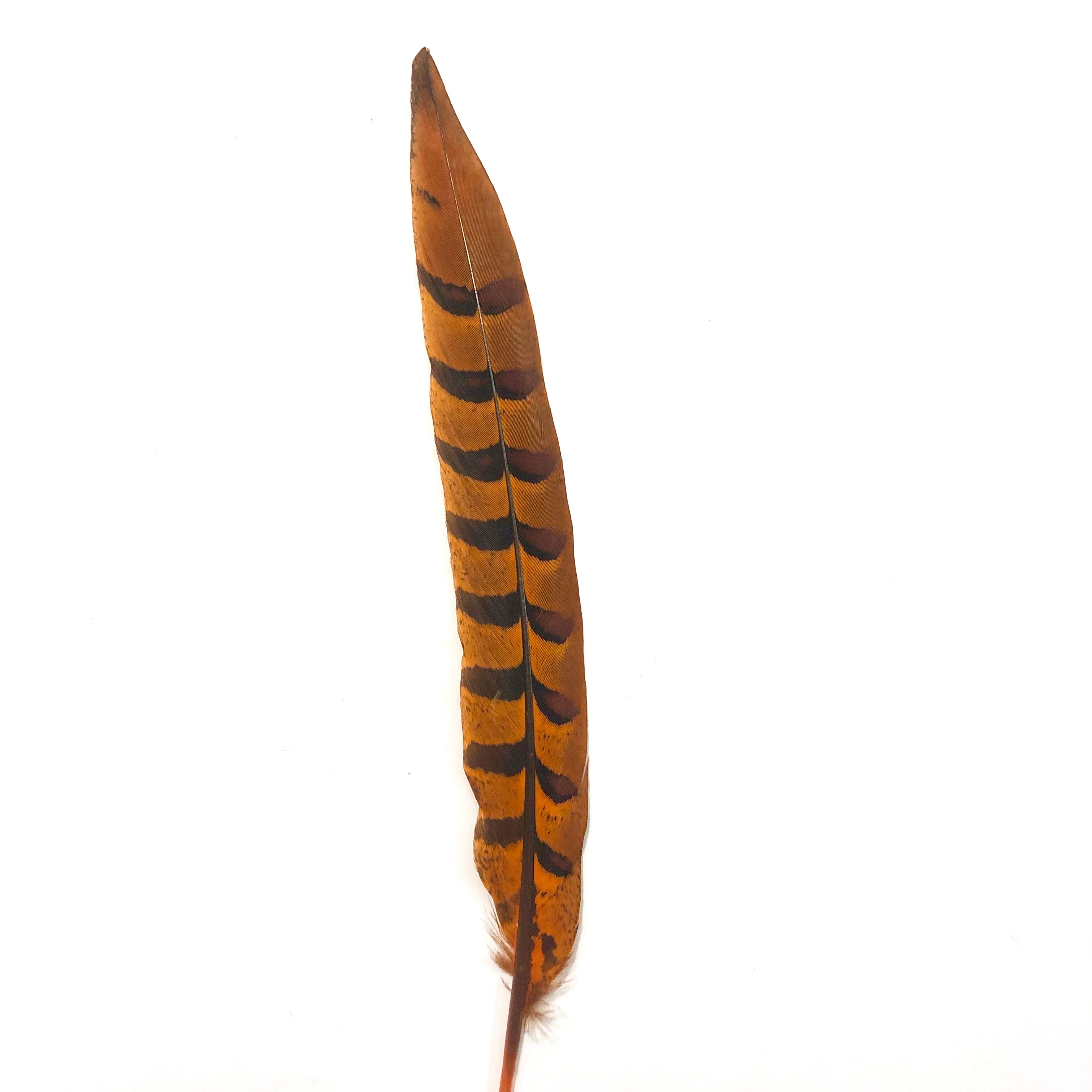 12" to 14" Reeves Pheasant Tail Feather - Orange