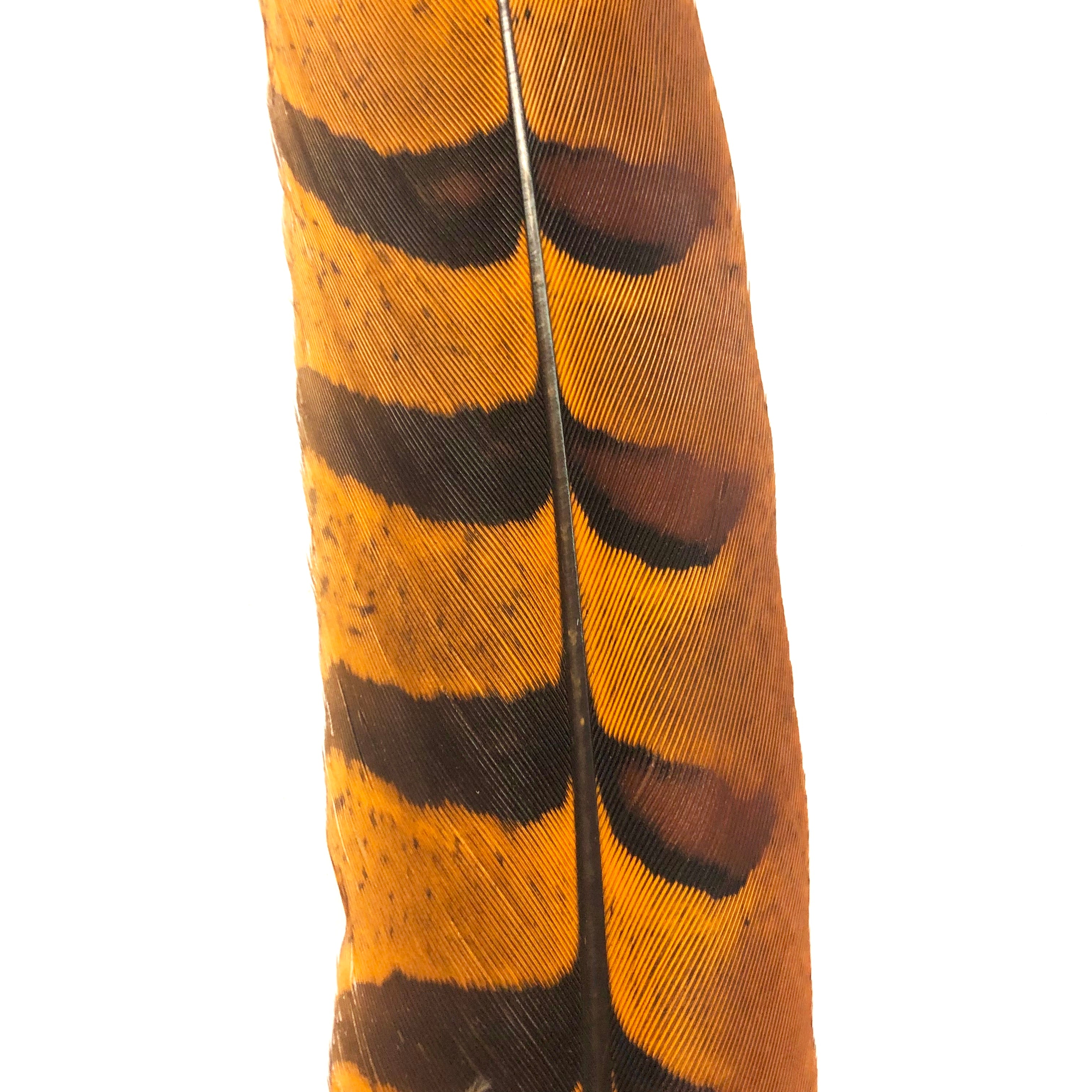 8" to 10" Reeves Pheasant Tail Feather - Orange