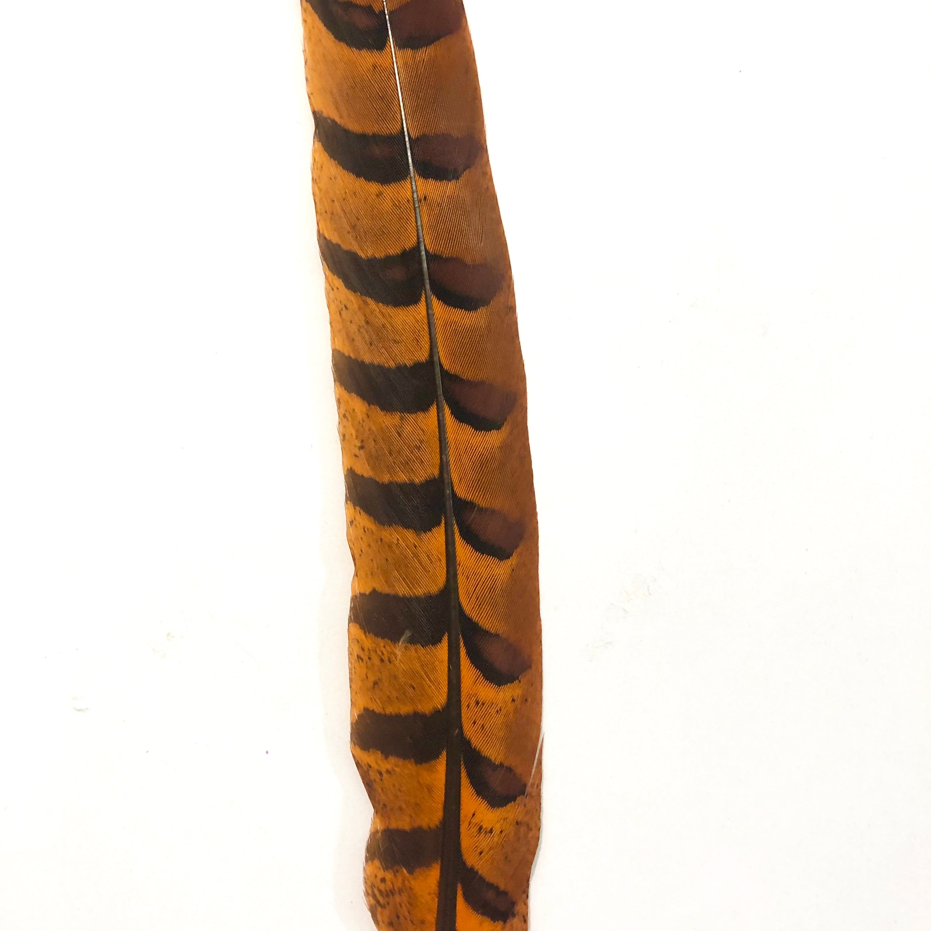 12" to 14" Reeves Pheasant Tail Feather - Orange ((SECONDS))