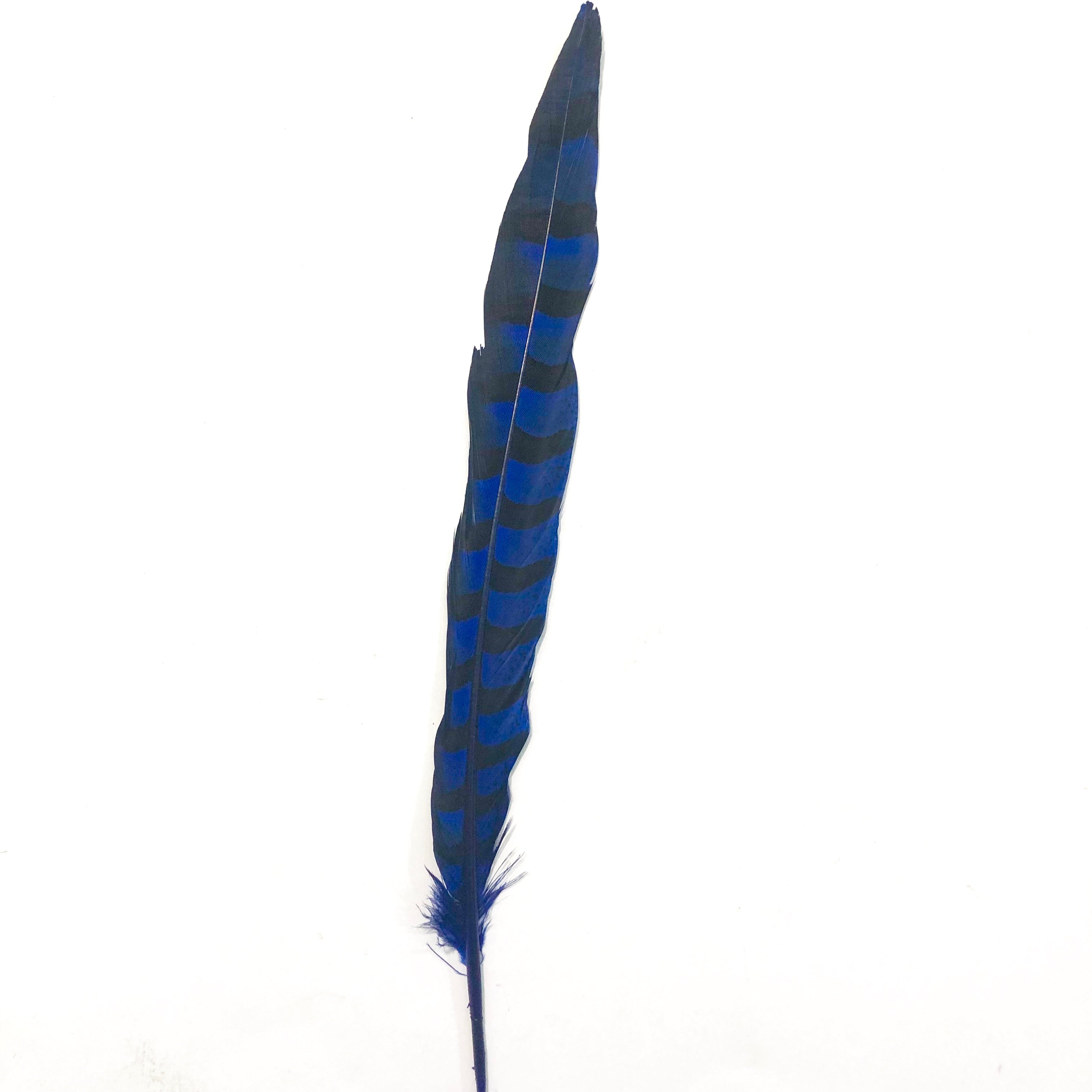 12" to 14" Reeves Pheasant Tail Feather - Royal Blue ((SECONDS))