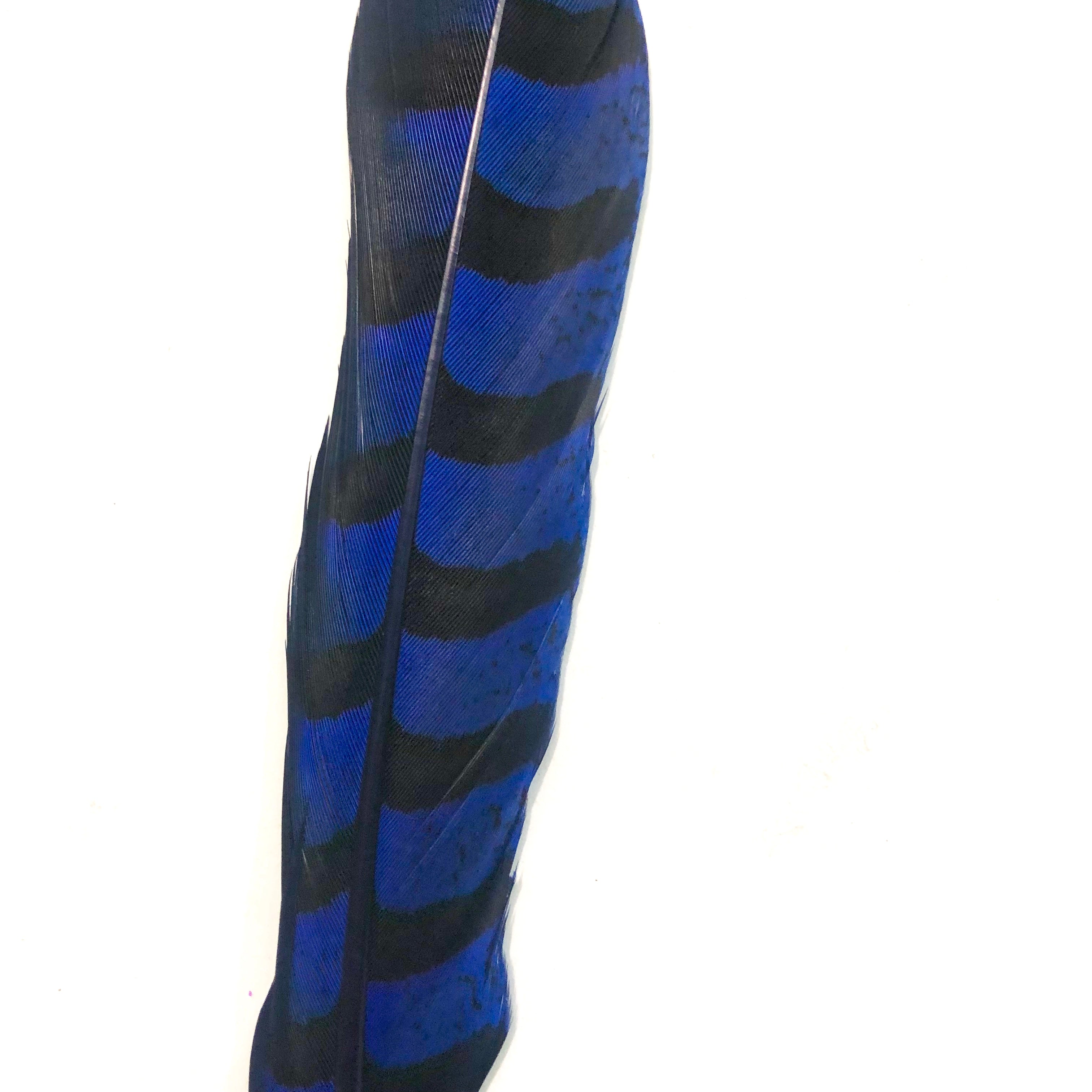8" to 10" Reeves Pheasant Tail Feather - Royal Blue