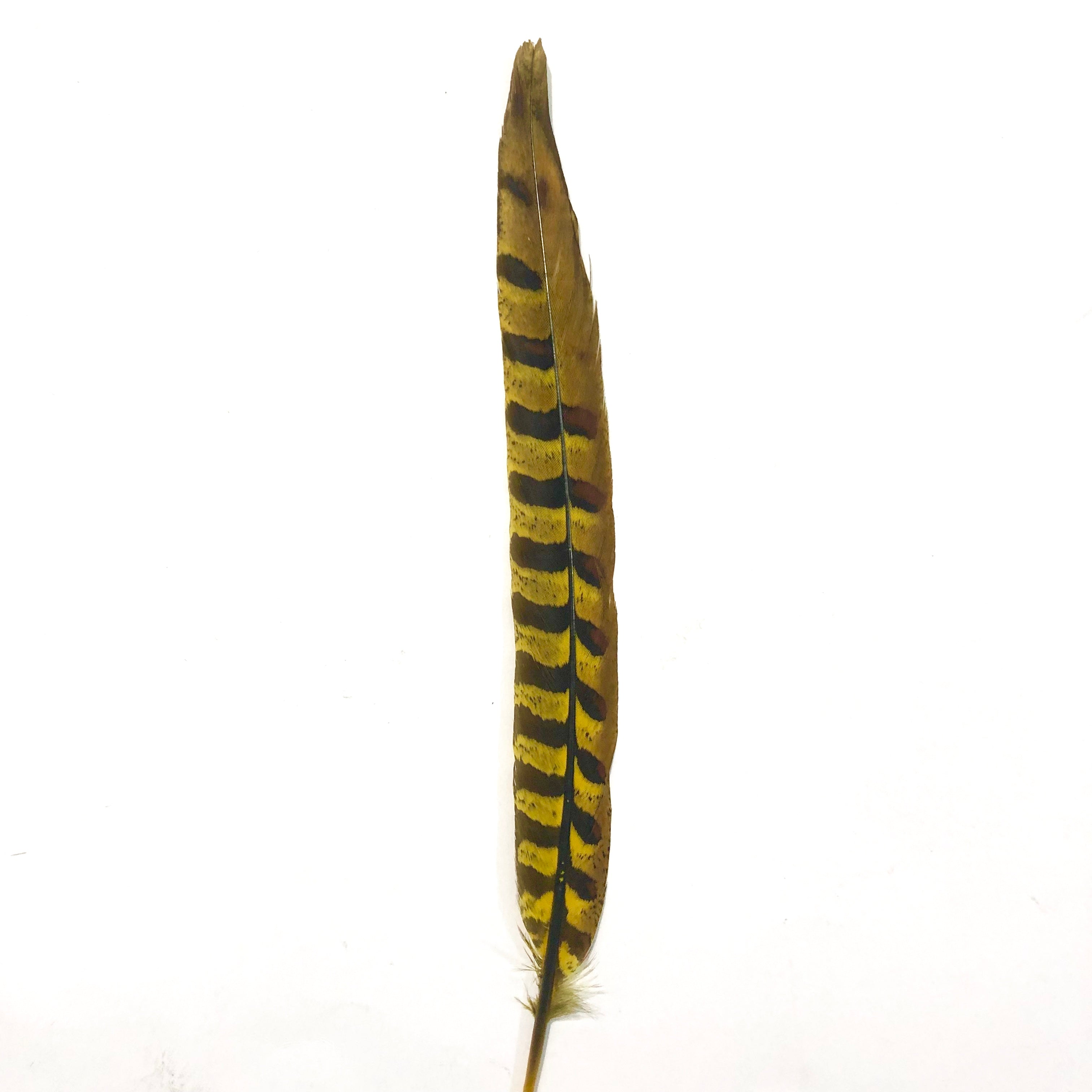 8" to 10" Reeves Pheasant Tail Feather - Yellow