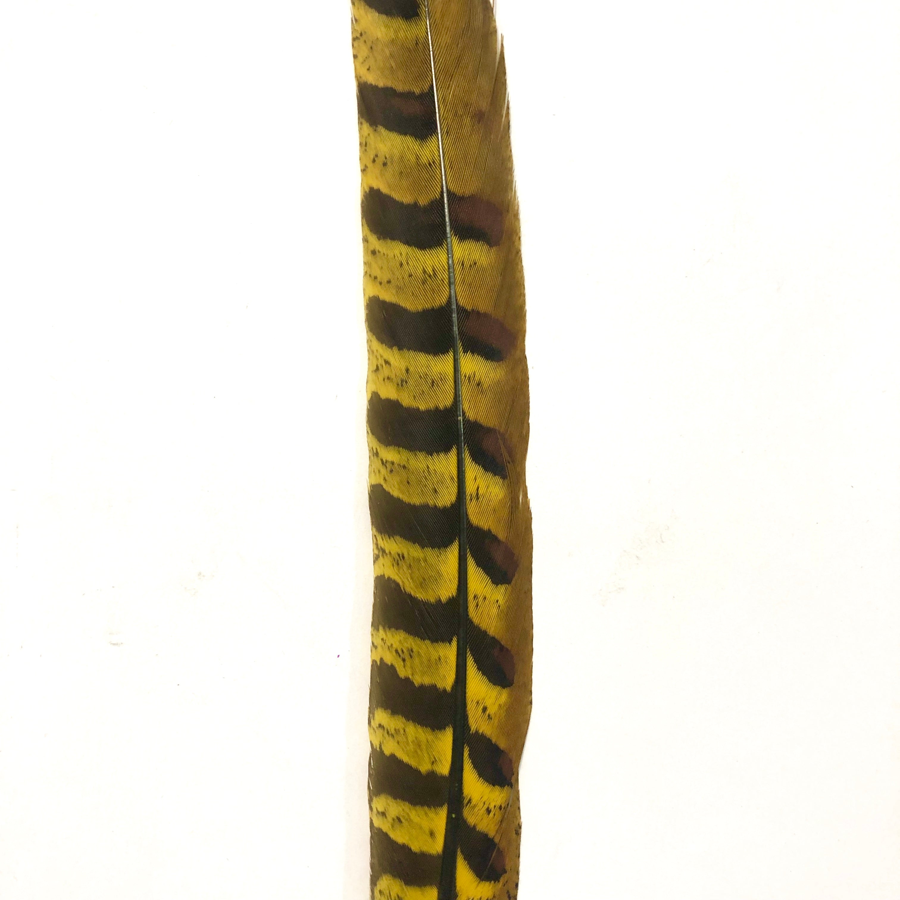 12" to 14" Reeves Pheasant Tail Feather - Yellow ((SECONDS))