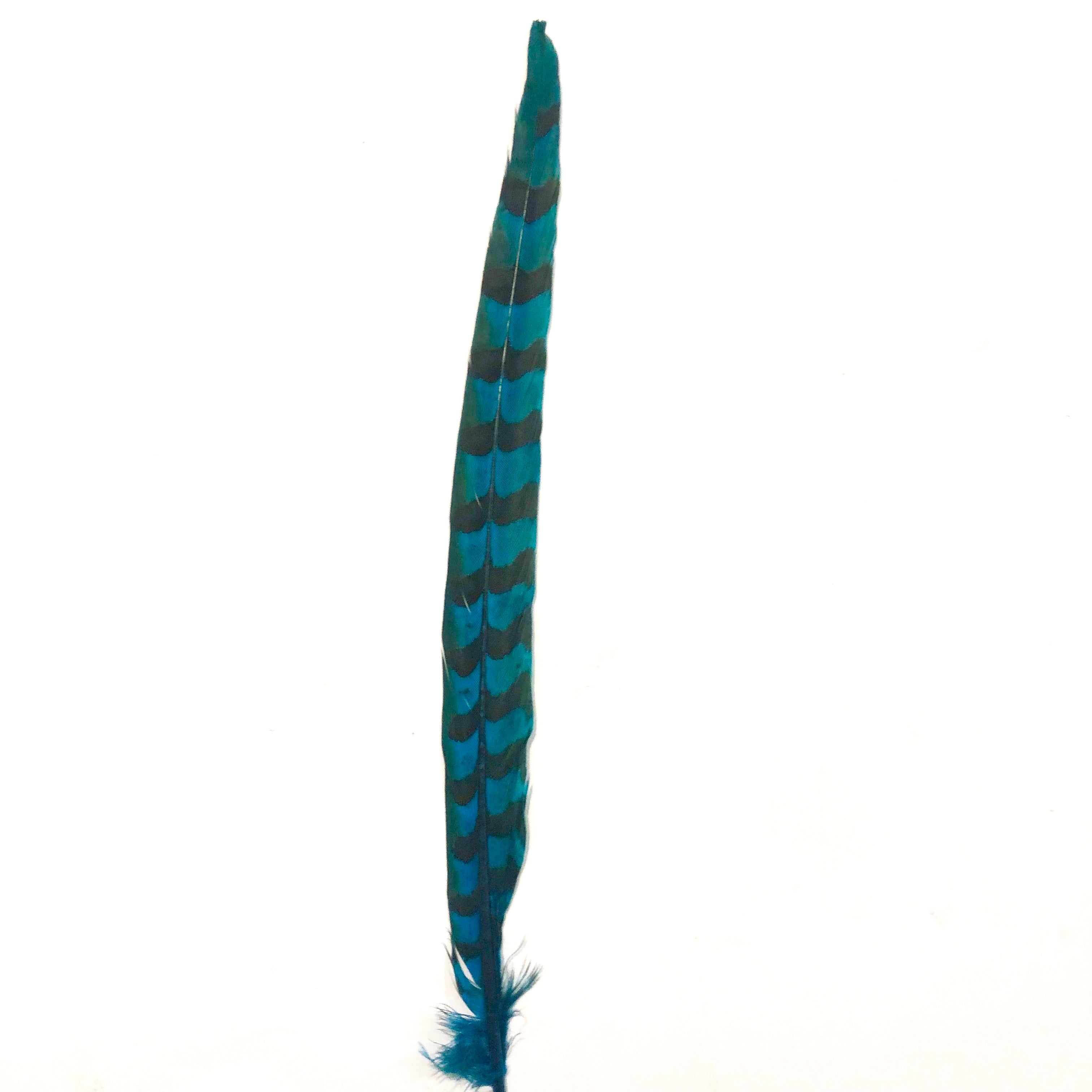 12" to 14" Reeves Pheasant Tail Feather - Turquoise ((SECONDS))