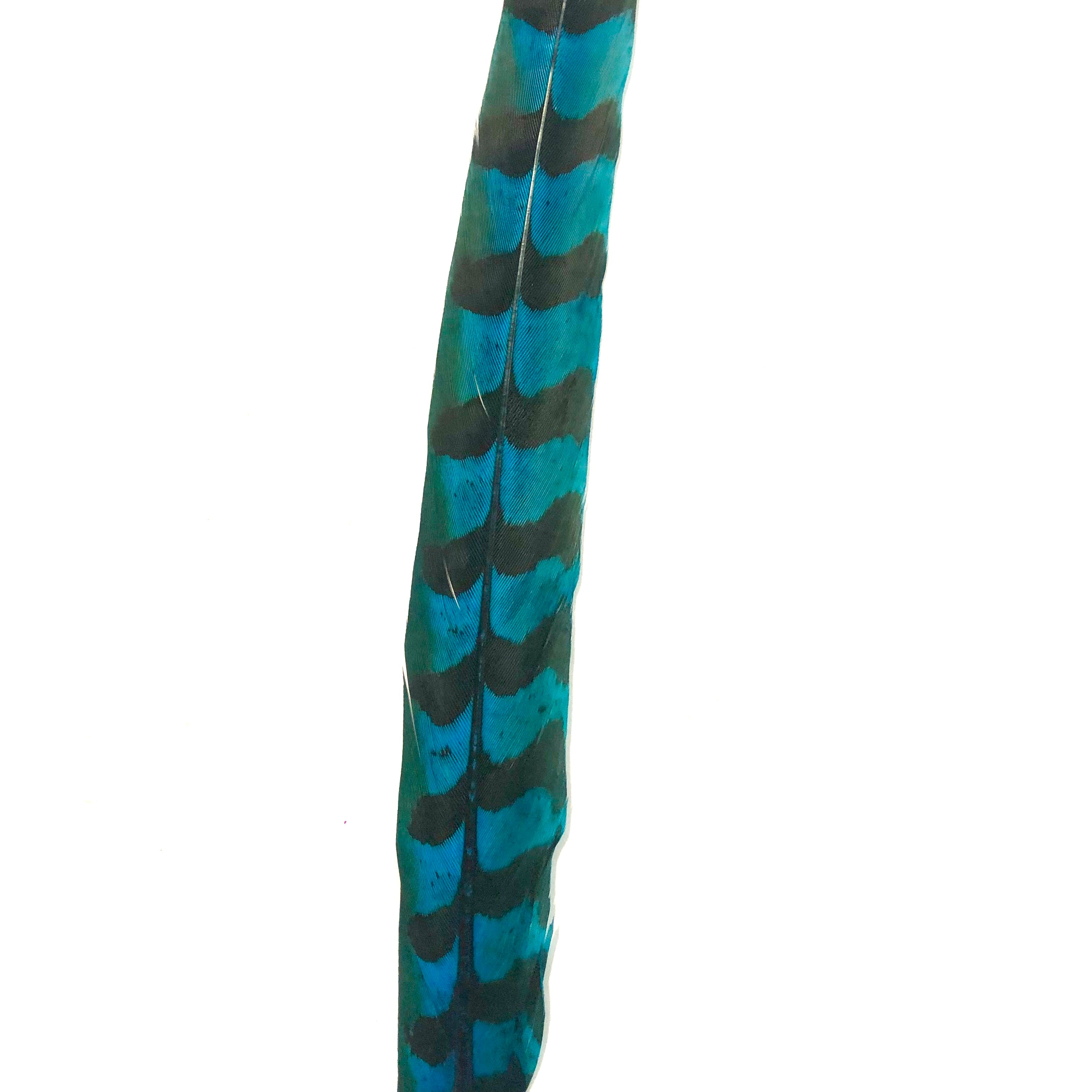 8" to 10" Reeves Pheasant Tail Feather - Turquoise