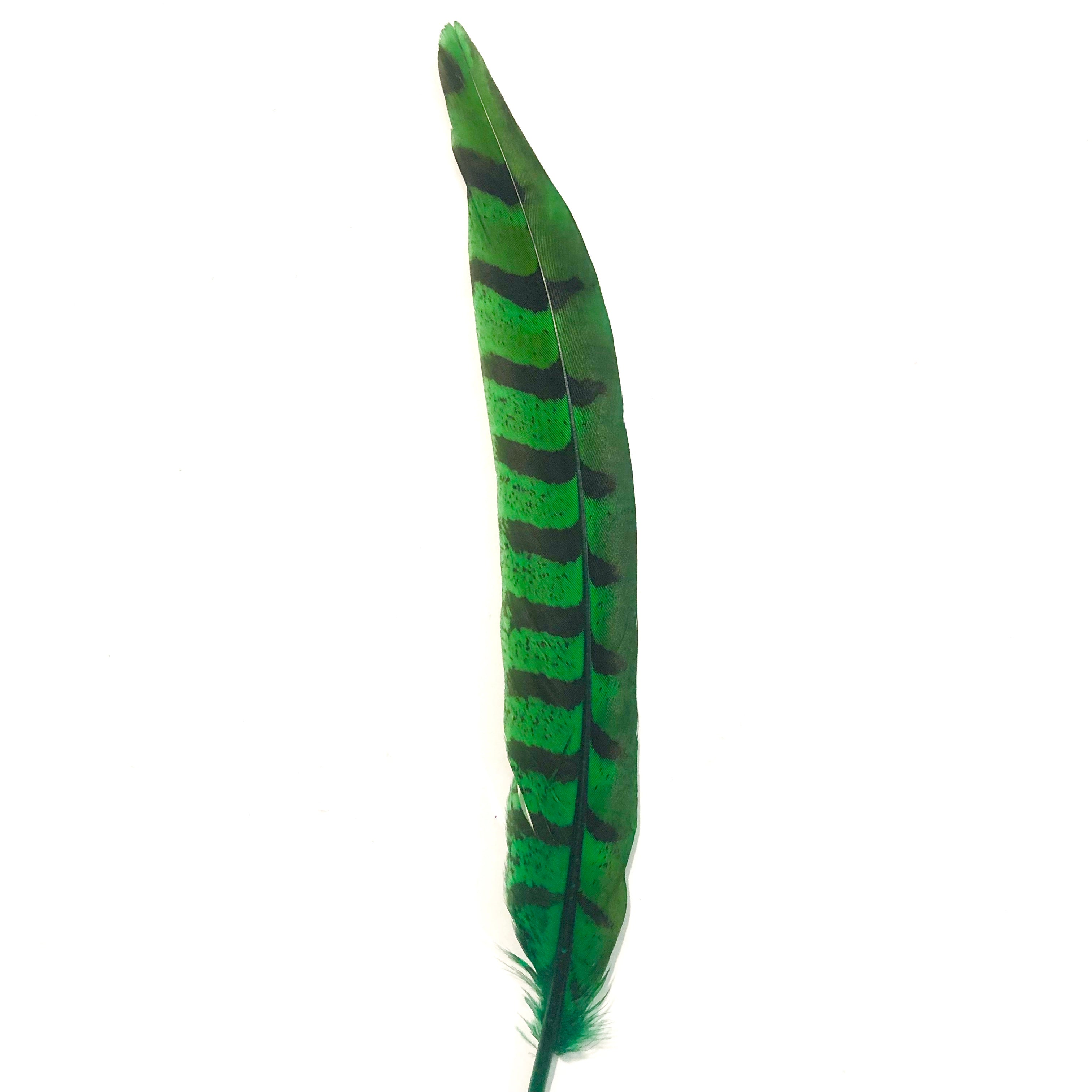 12" to 14" Reeves Pheasant Tail Feather - Green ((SECONDS))