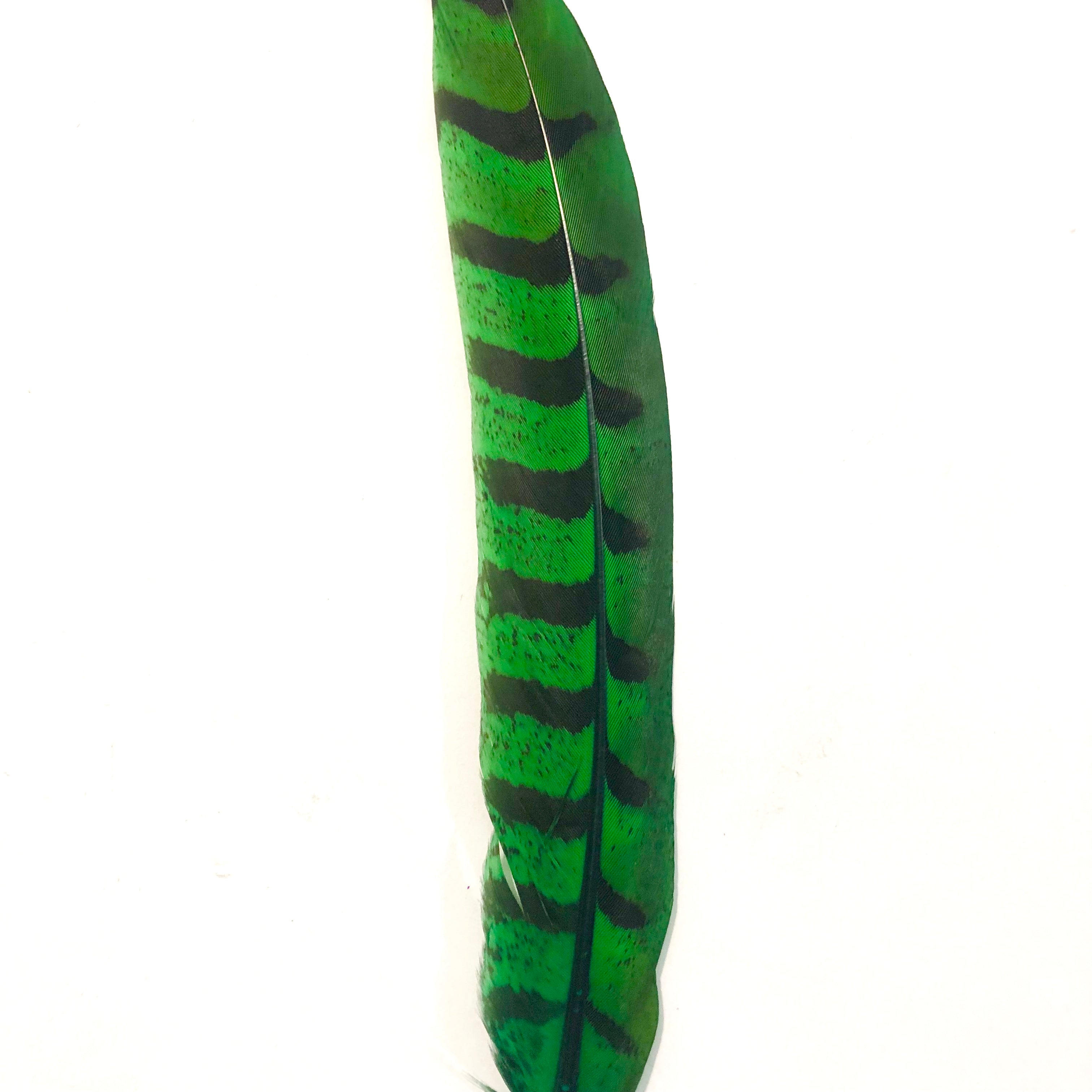 8" to 10" Reeves Pheasant Tail Feather - Green ((SECONDS))