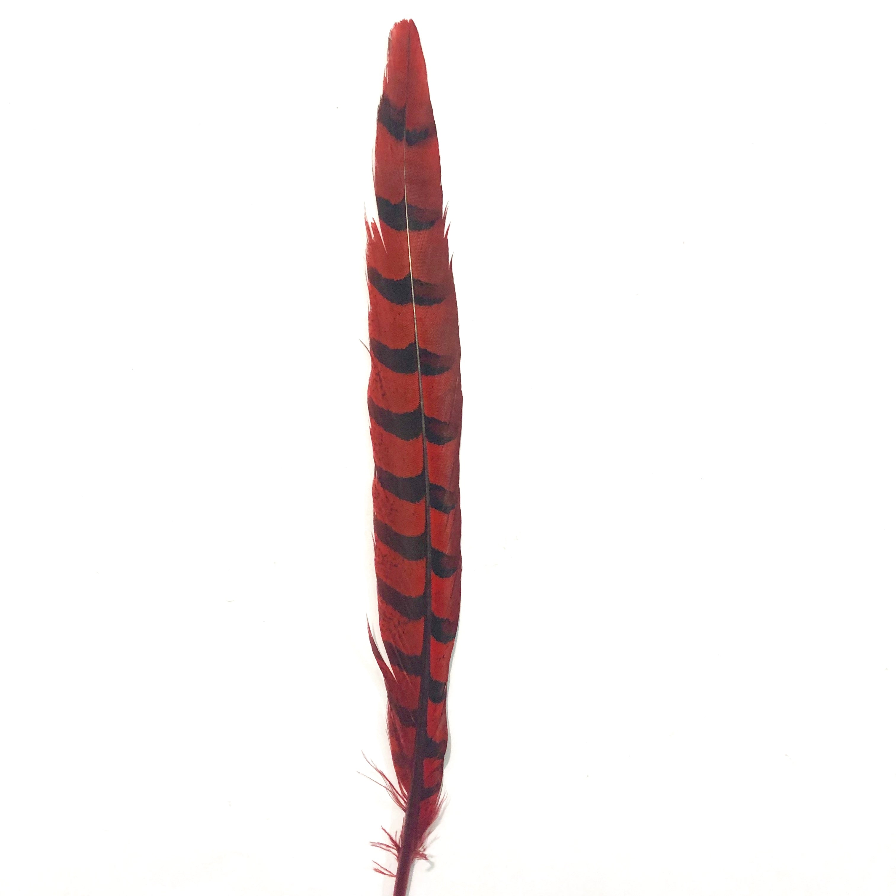8" to 10" Reeves Pheasant Tail Feather - Red