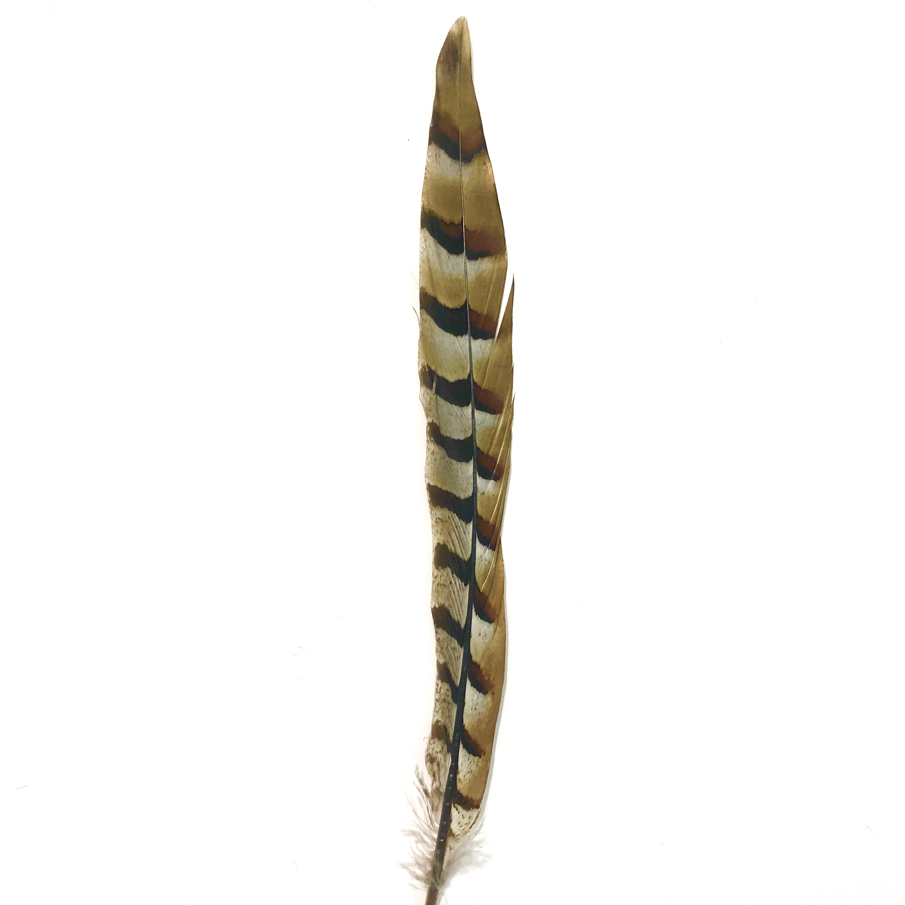 12" to 14" Reeves Pheasant Tail Feather - Natural