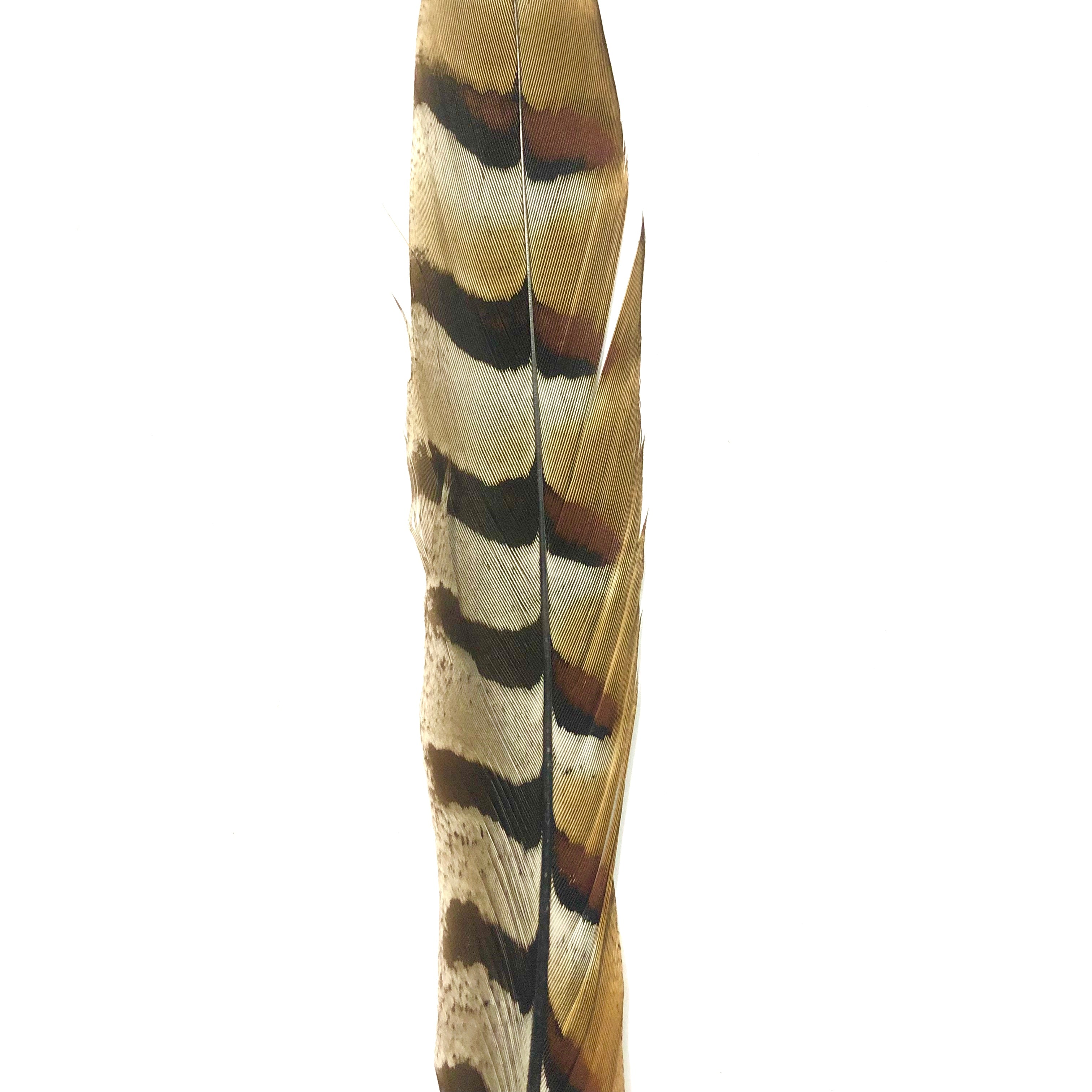 8" to 10" Reeves Pheasant Tail Feather - Natural