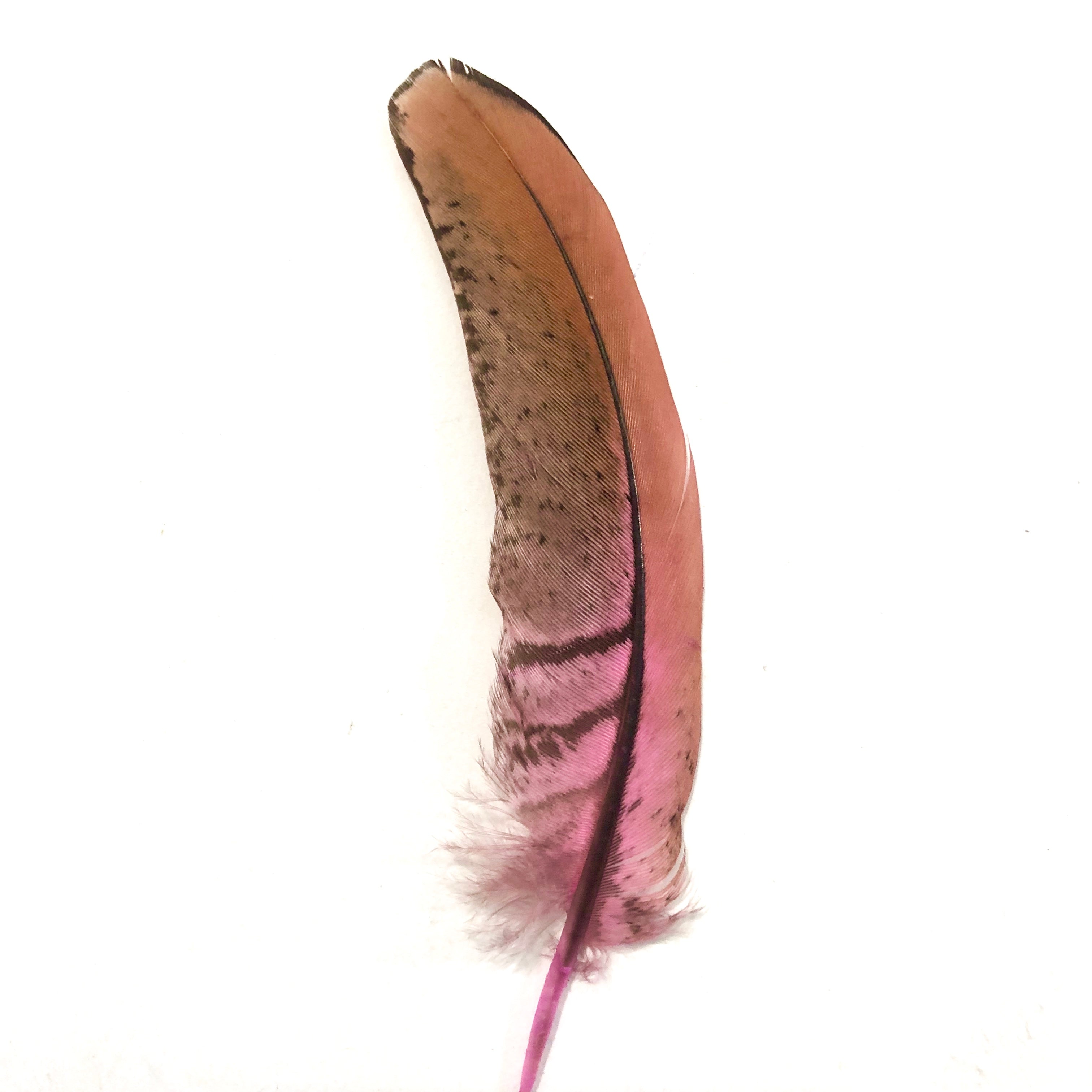 Under 6" Reeves Pheasant Tail Feather x 10 pcs - Pink