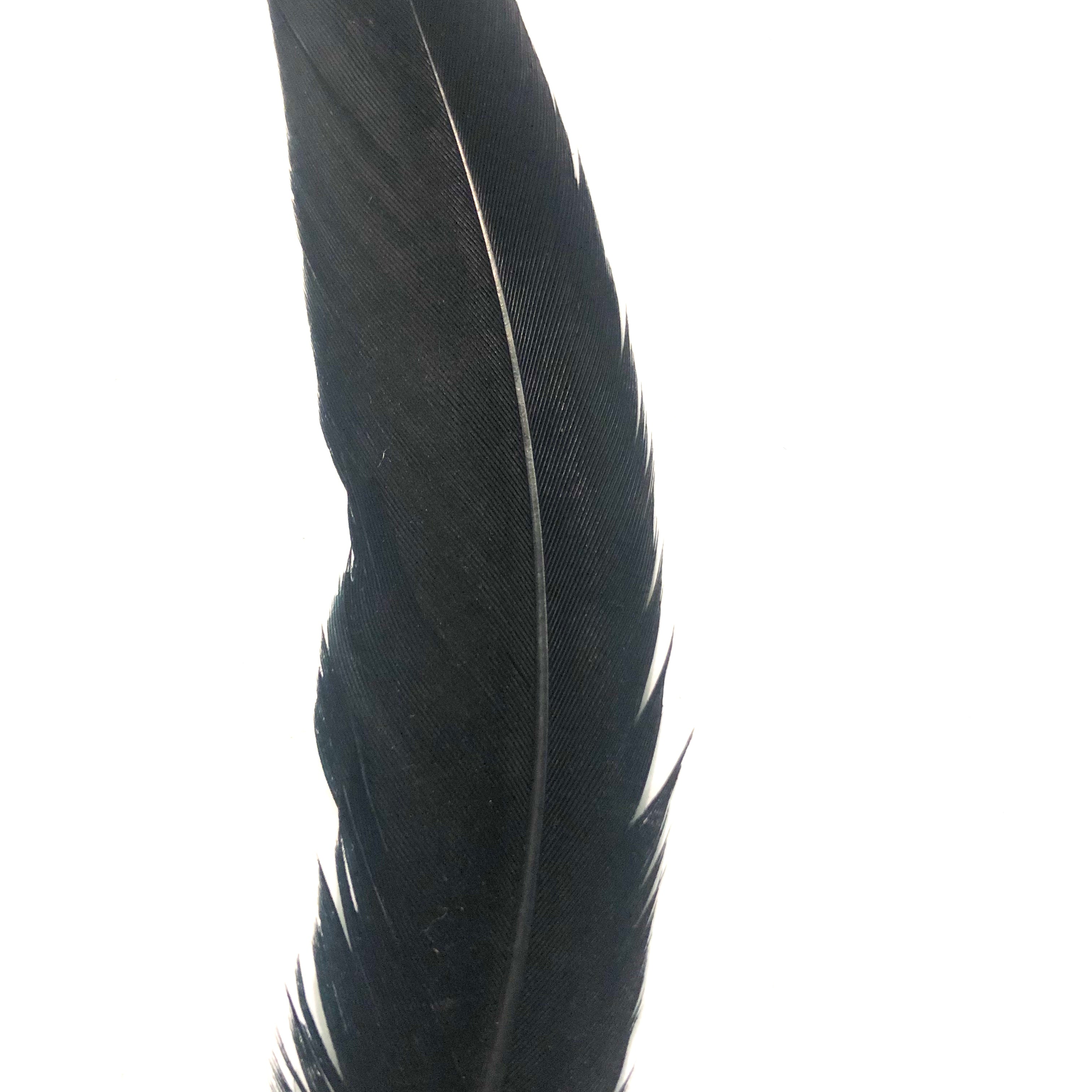 Under 6" Reeves Pheasant Tail Feather x 10 pcs - Black