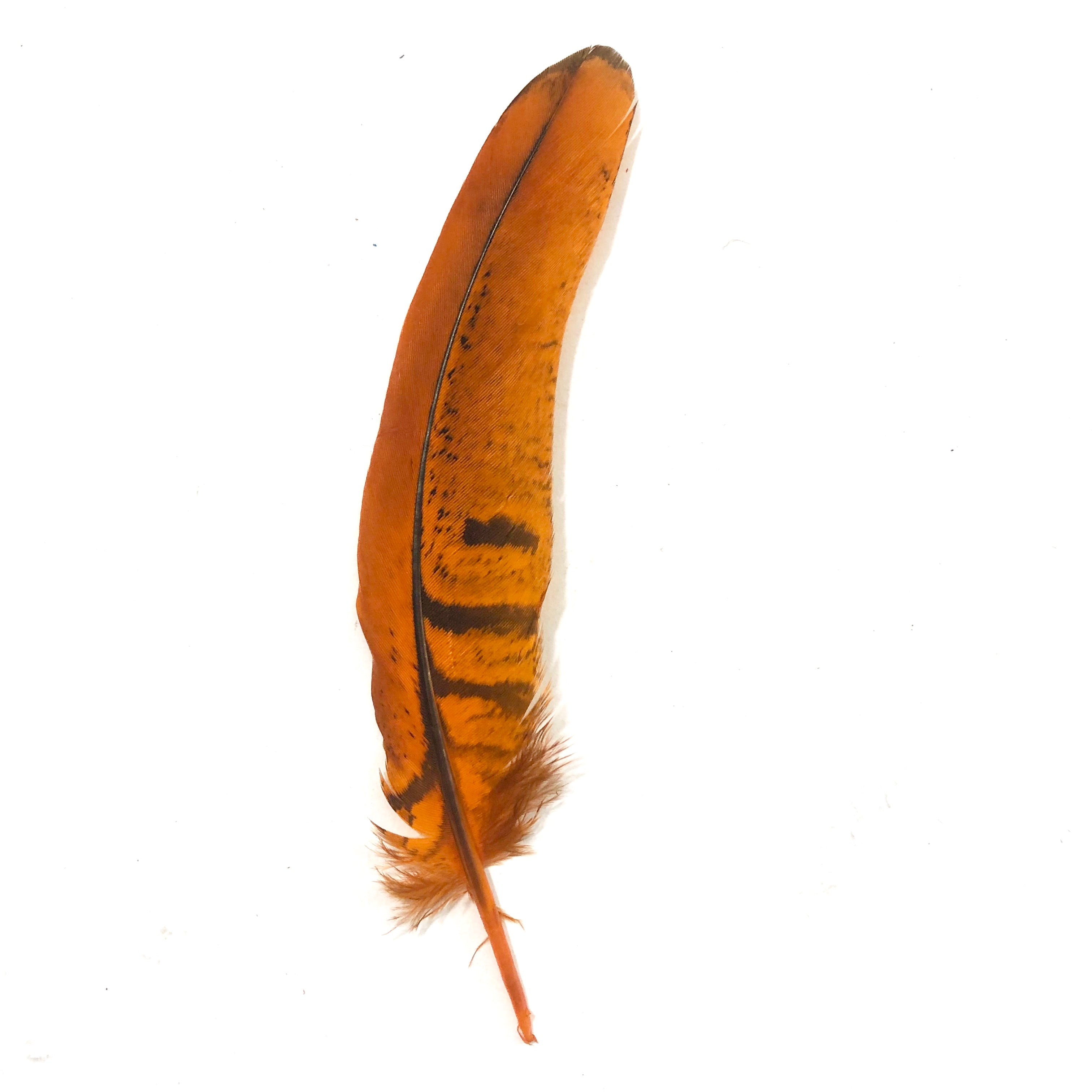 Under 6" Reeves Pheasant Tail Feather x 10 pcs - Orange