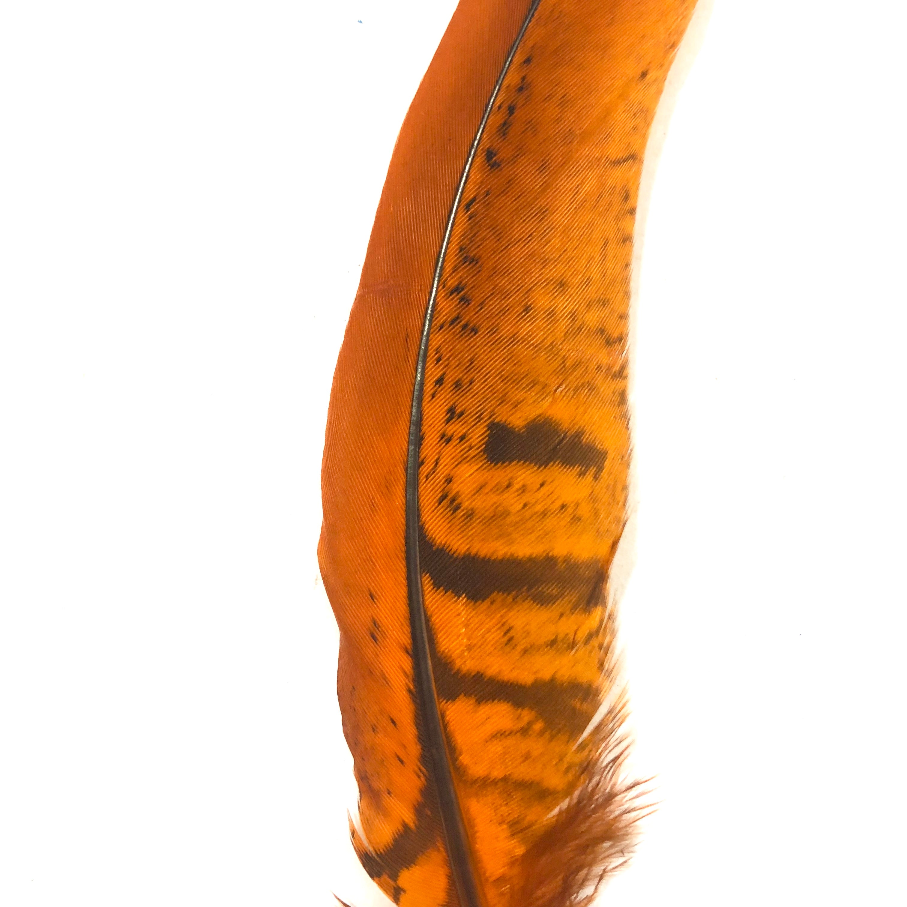 Under 6" Reeves Pheasant Tail Feather x 10 pcs - Orange