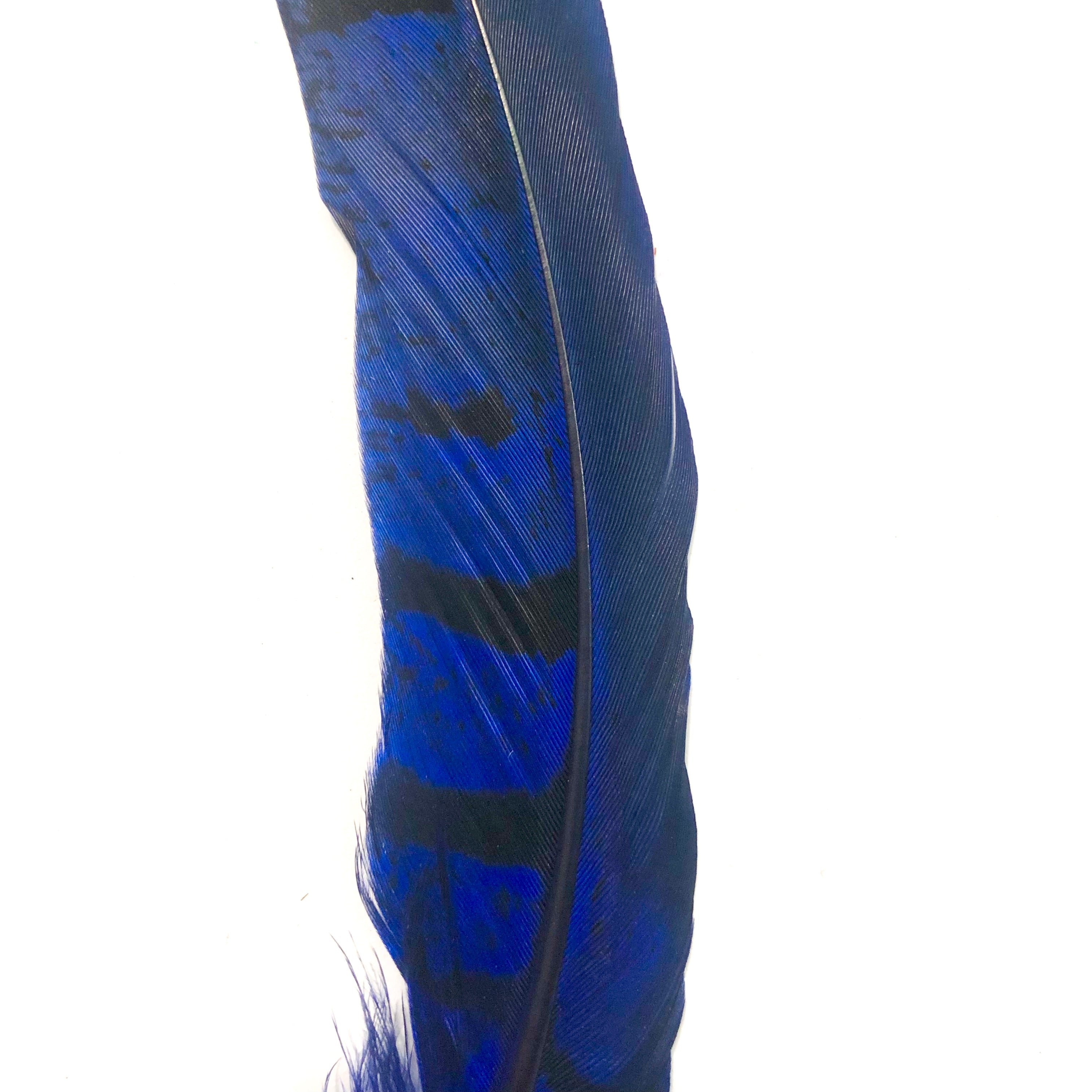 Under 6" Reeves Pheasant Tail Feather x 10 pcs - Royal Blue