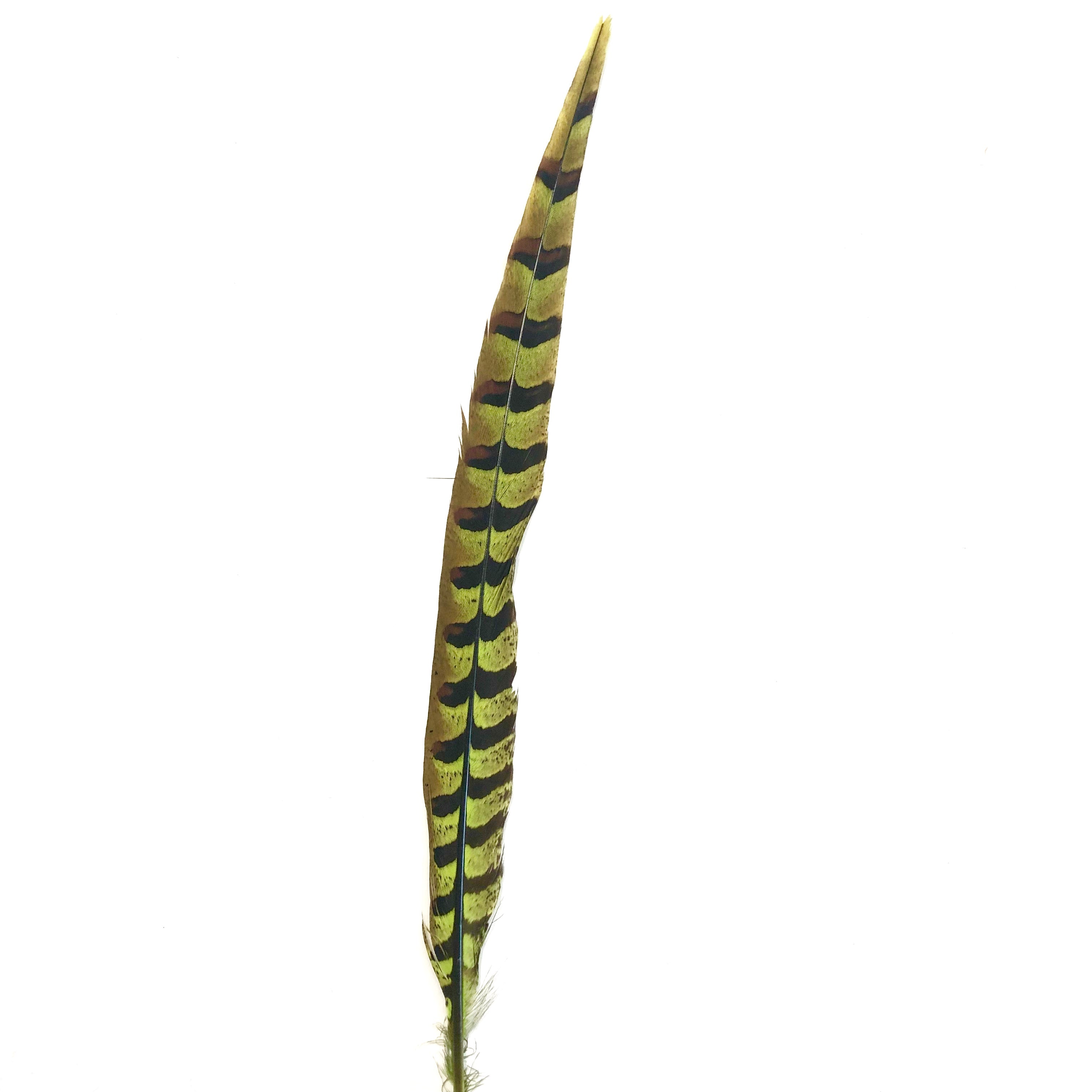 18" to 20" Reeves Pheasant Tail Feather - Lime Green