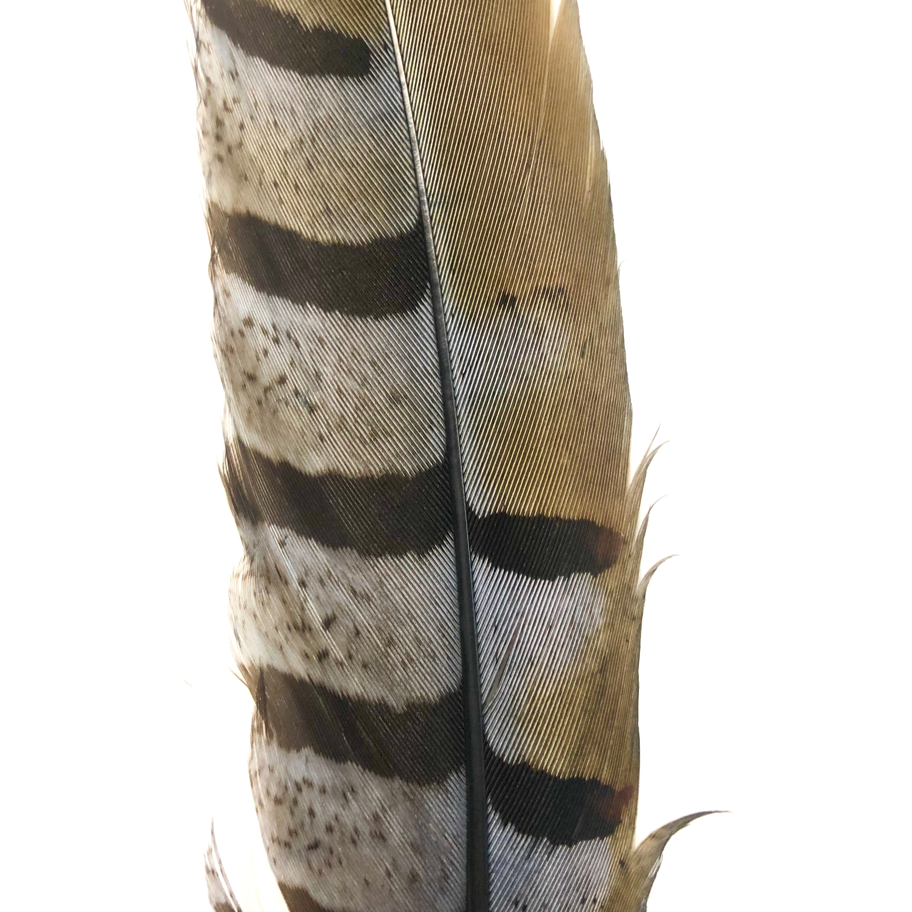 8" to 10" Reeves Pheasant Tail Feather - Grey