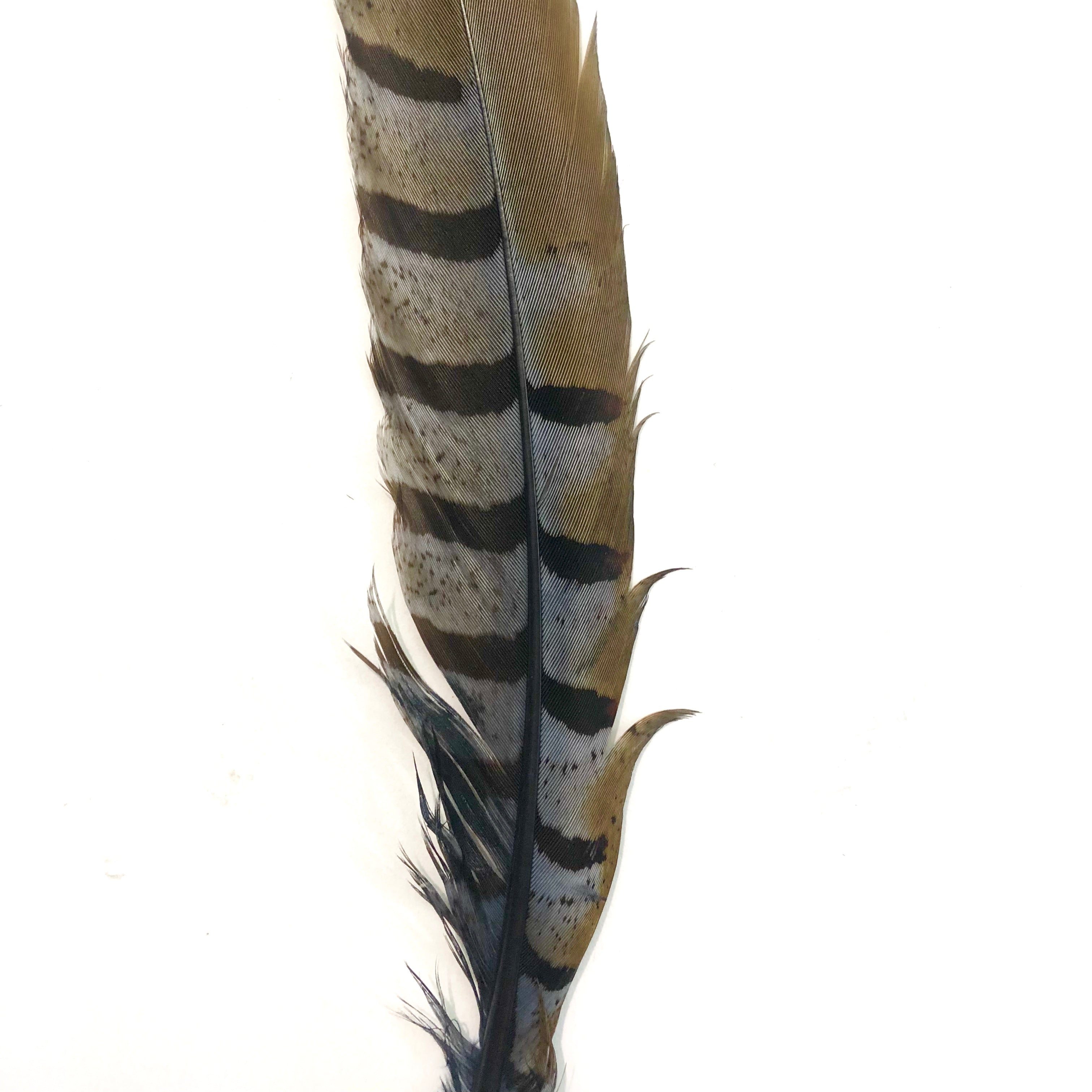 8" to 10" Reeves Pheasant Tail Feather - Grey