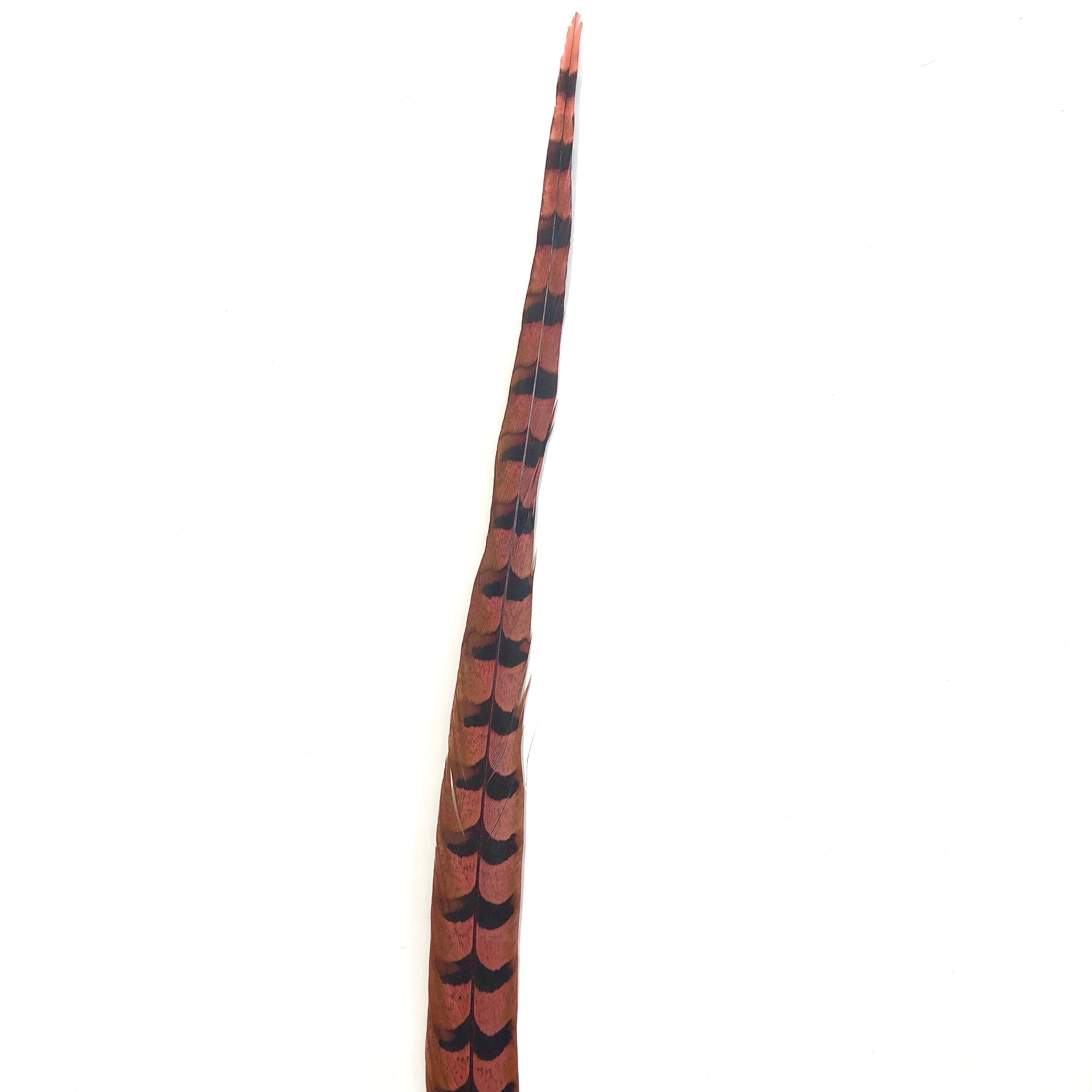 30" to 32" Reeves Pheasant Tail Feather - Dusty Pink ((SECONDS))