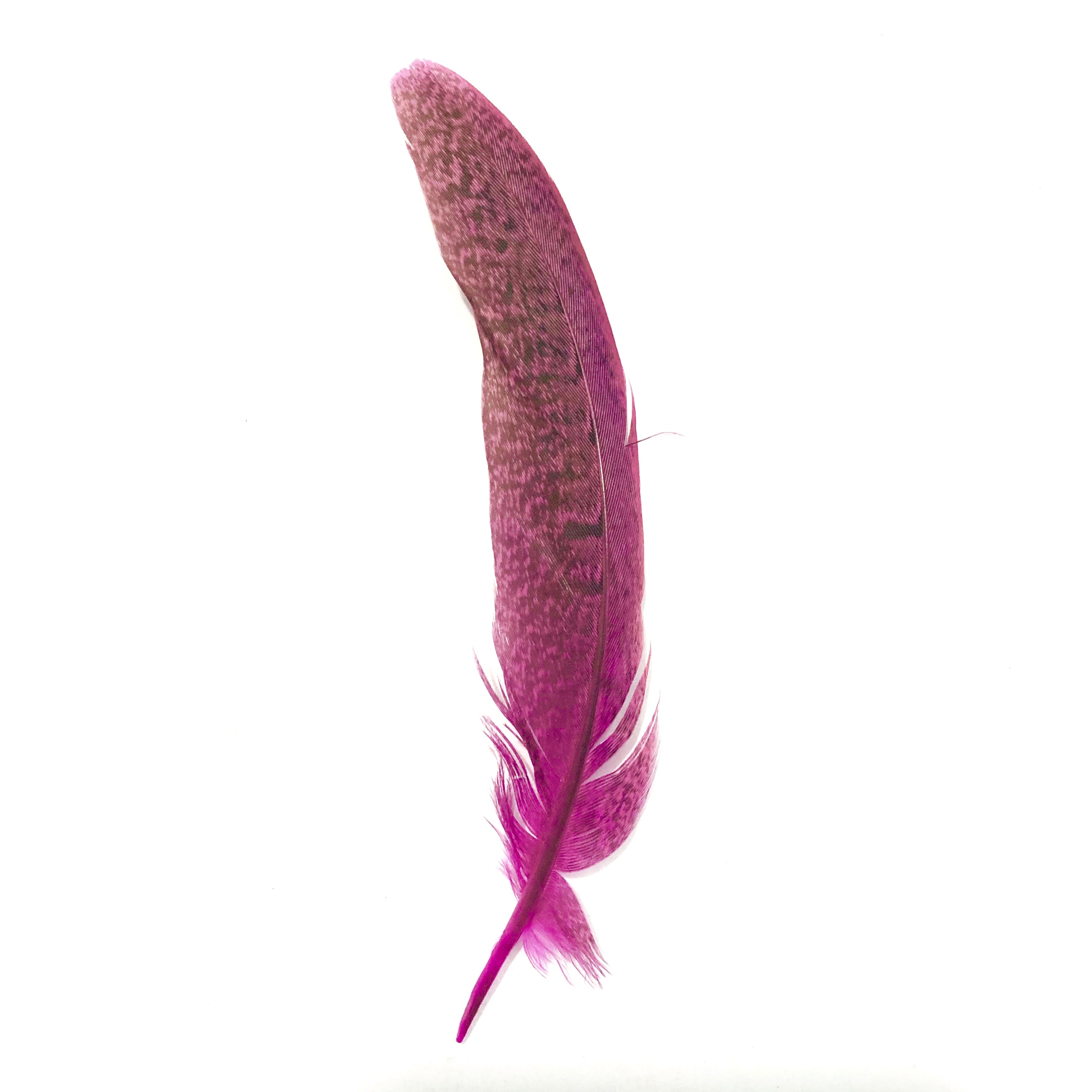 Under 6" Ringneck Pheasant Tail Feather x 10 pcs - Hot Pink
