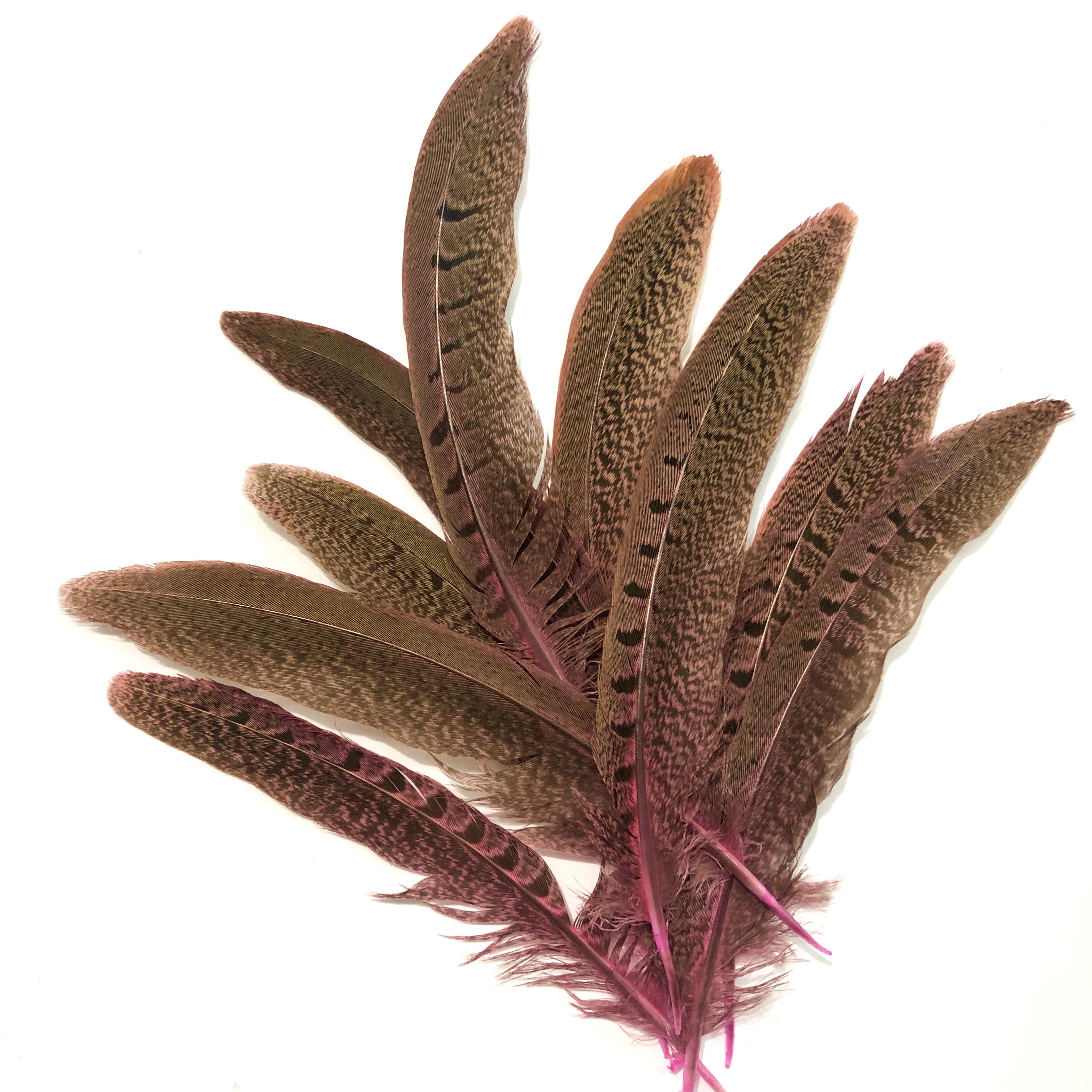 Under 6" Ringneck Pheasant Tail Feather x 10 pcs - Pink