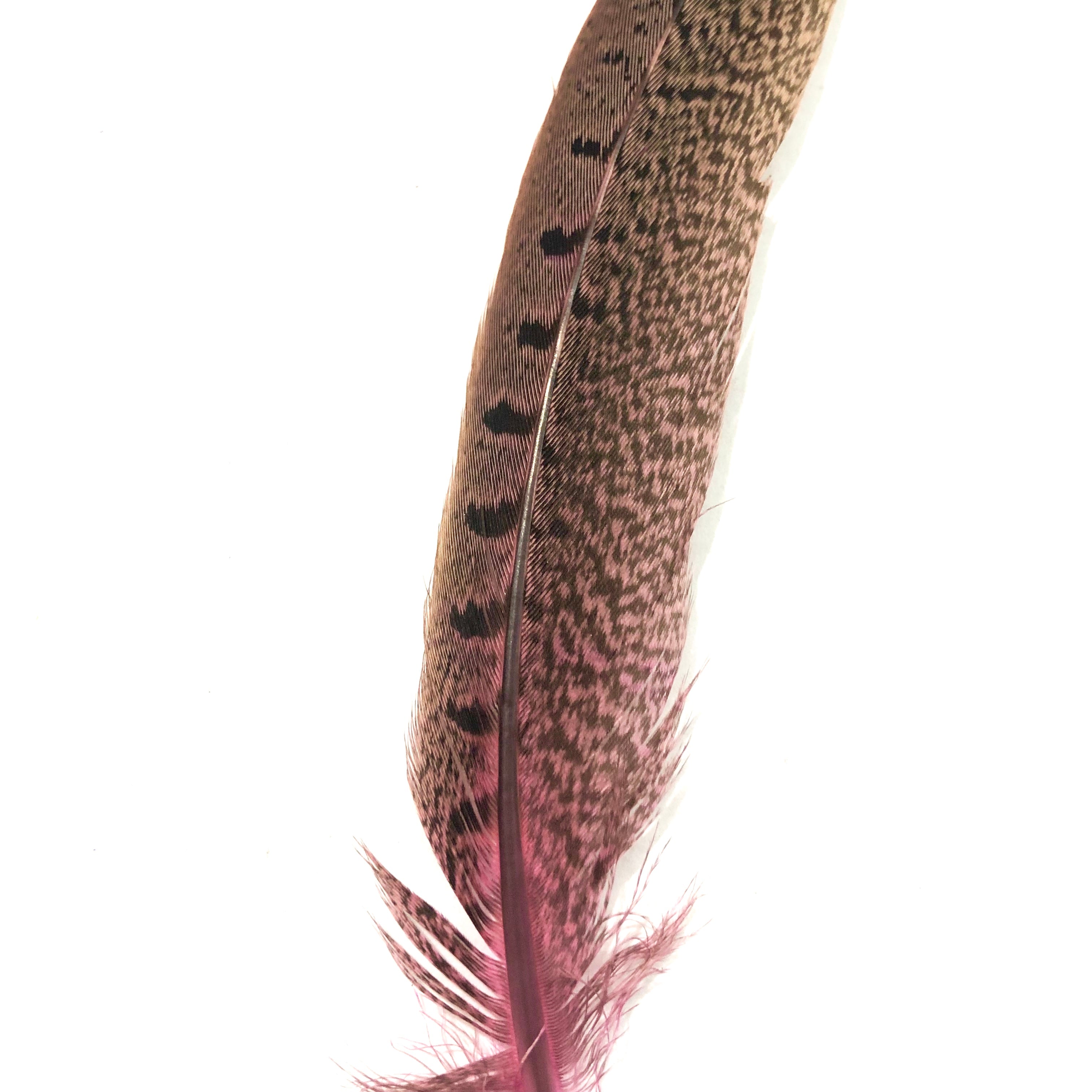 Under 6" Ringneck Pheasant Tail Feather x 10 pcs - Pink
