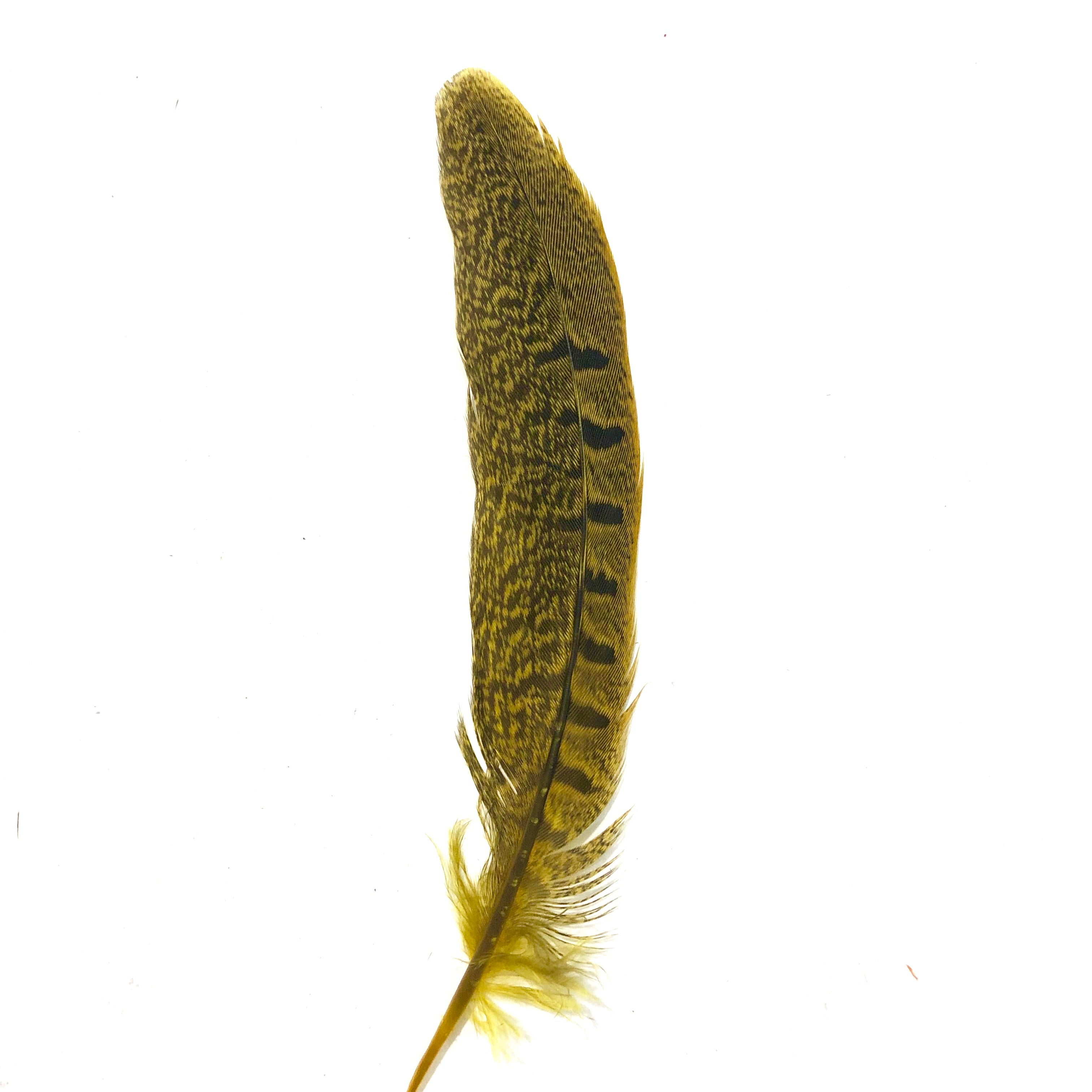 Under 6" Ringneck Pheasant Tail Feather x 10 pcs - Yellow