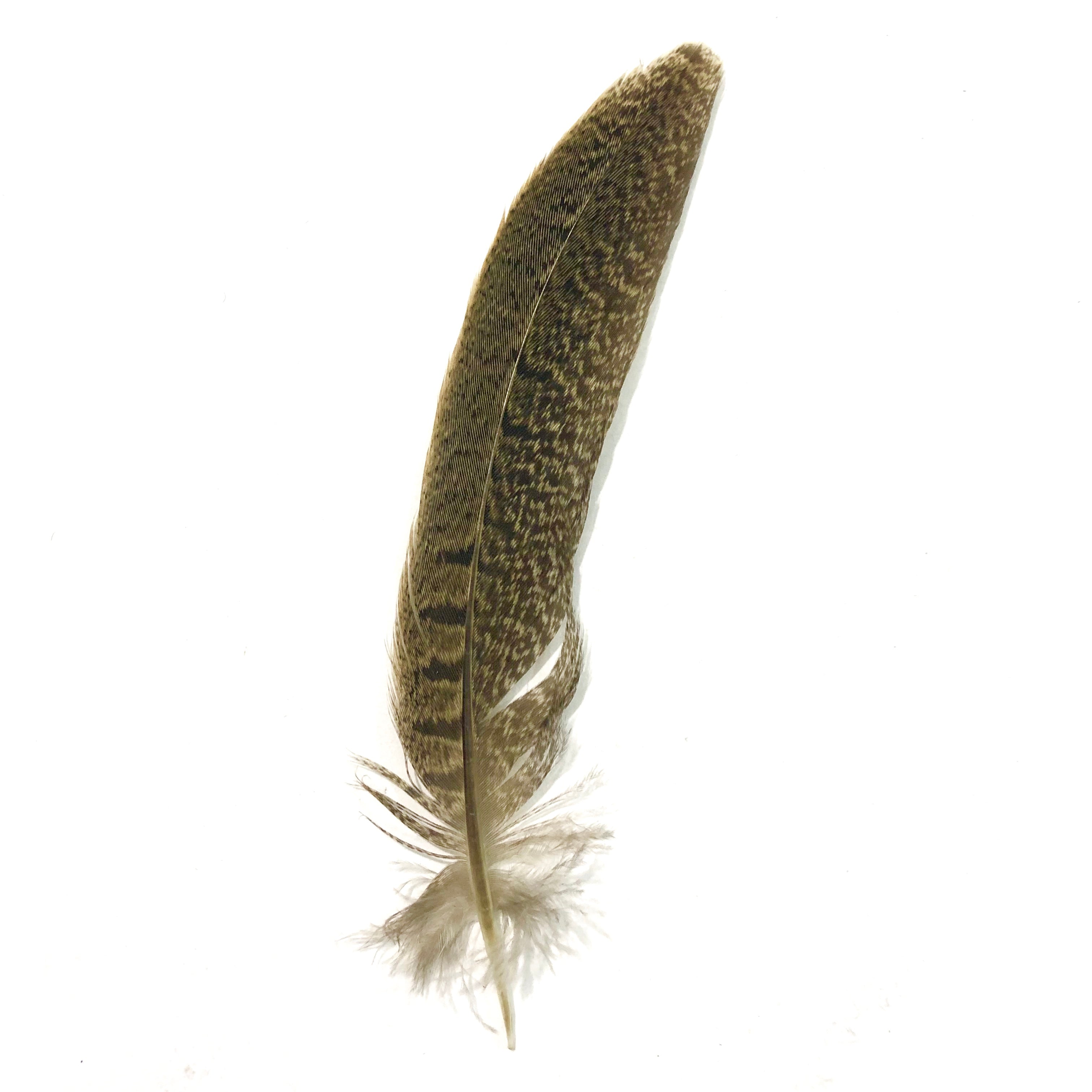 Under 6" Ringneck Pheasant Tail Feather x 10 pcs - Natural