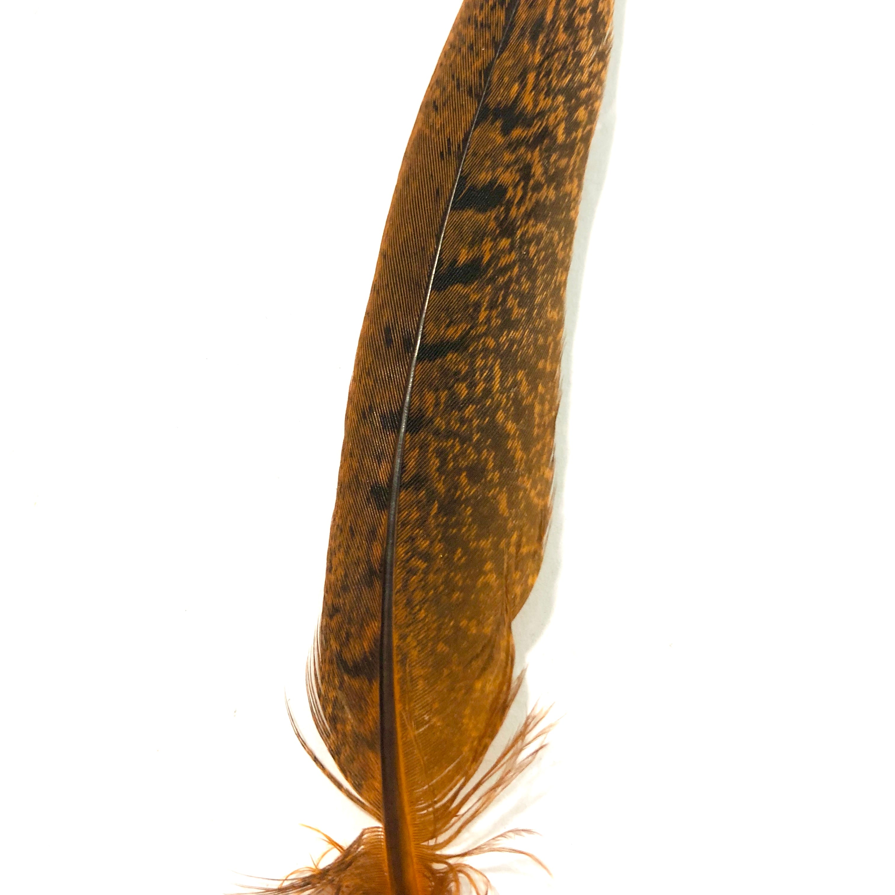 Under 6" Ringneck Pheasant Tail Feather x 10 pcs - Orange