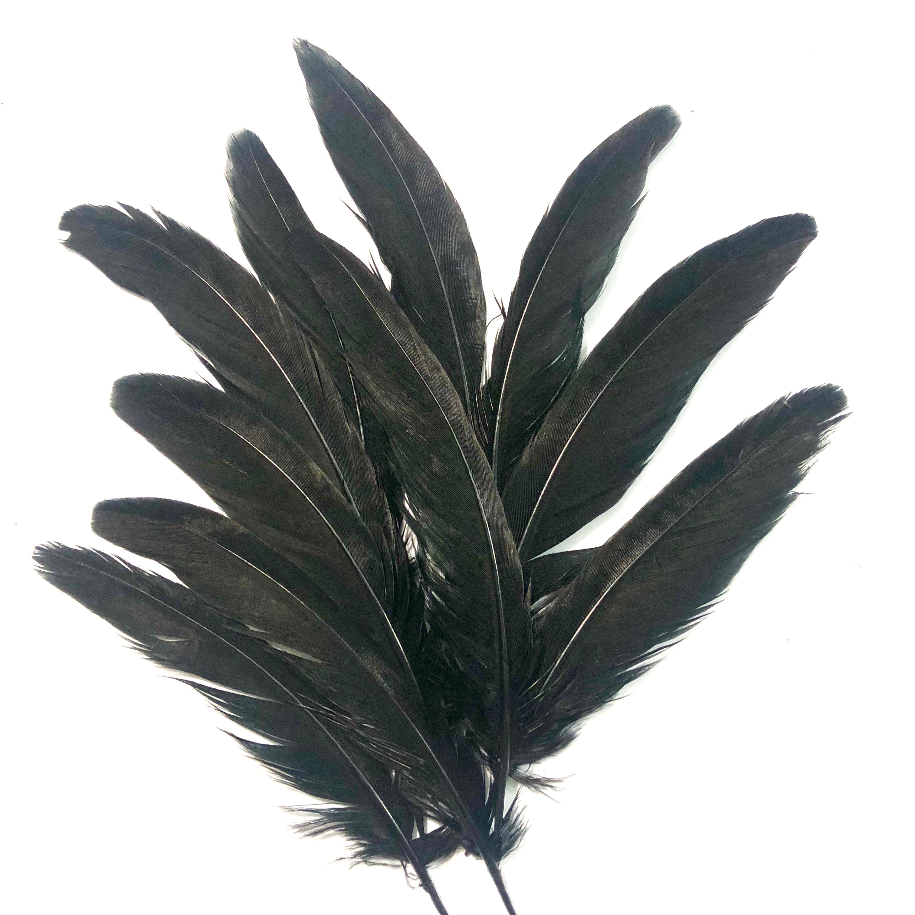 Under 6" Ringneck Pheasant Tail Feather x 10 pcs - Black