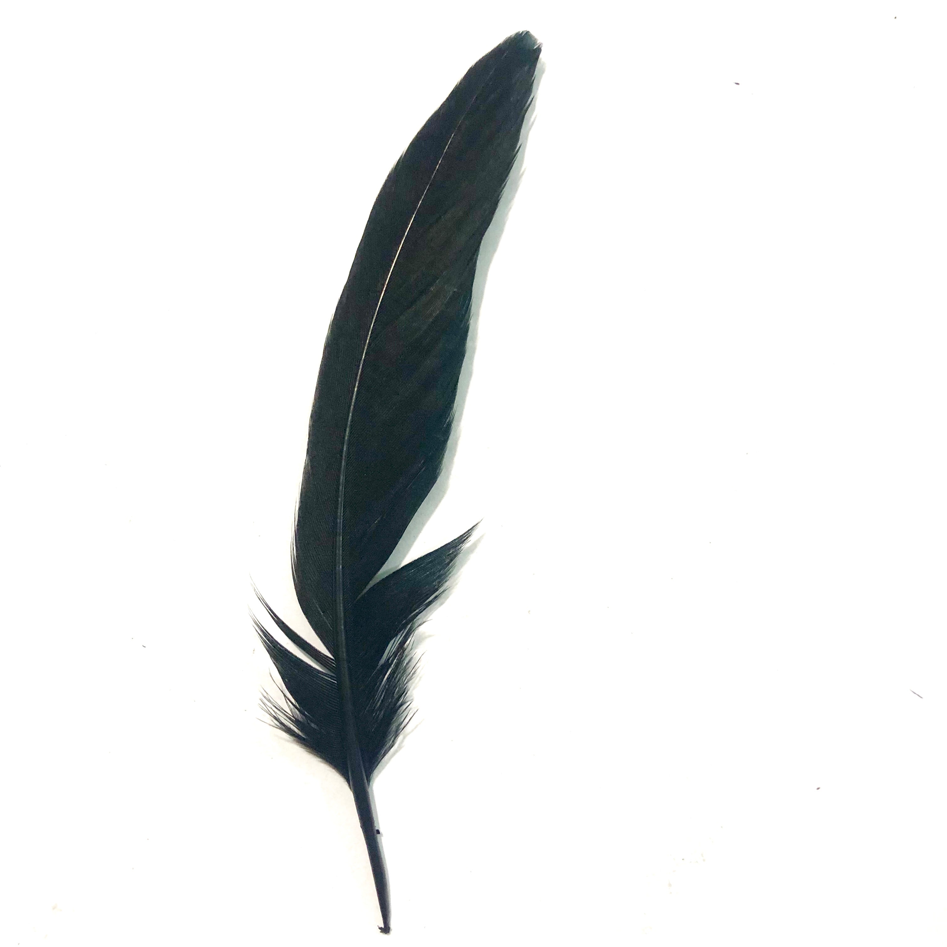 Under 6" Ringneck Pheasant Tail Feather x 10 pcs - Black