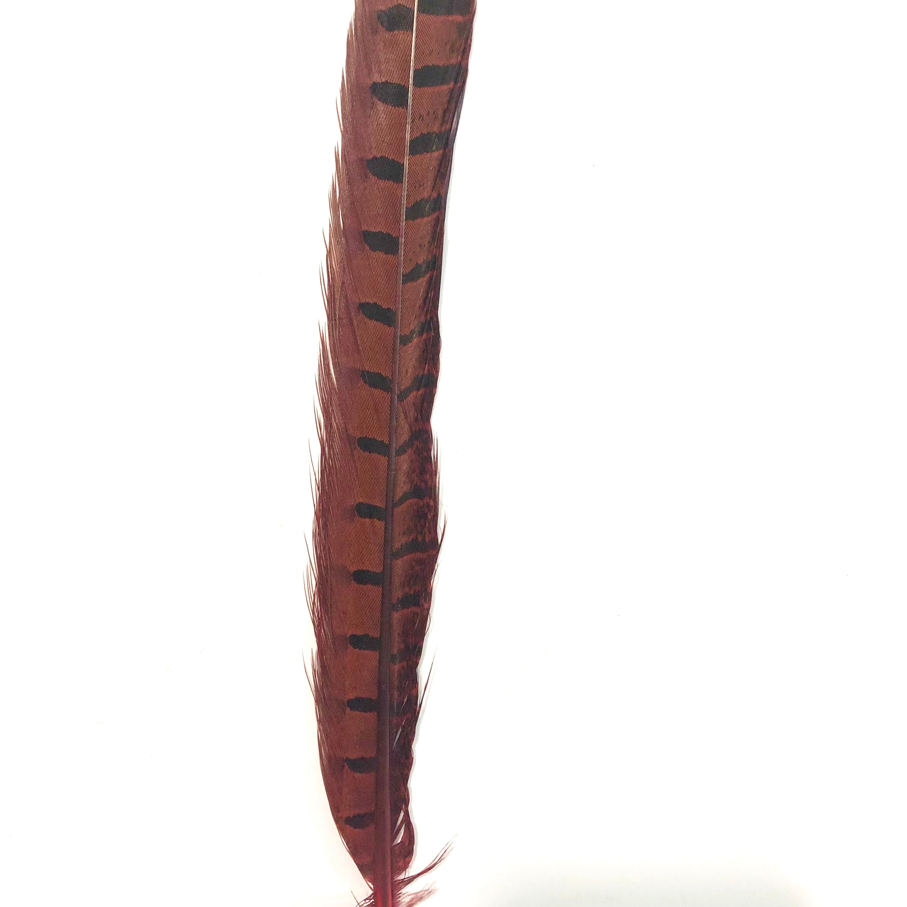 10" to 20" Ringneck Pheasant Tail Feather - Red