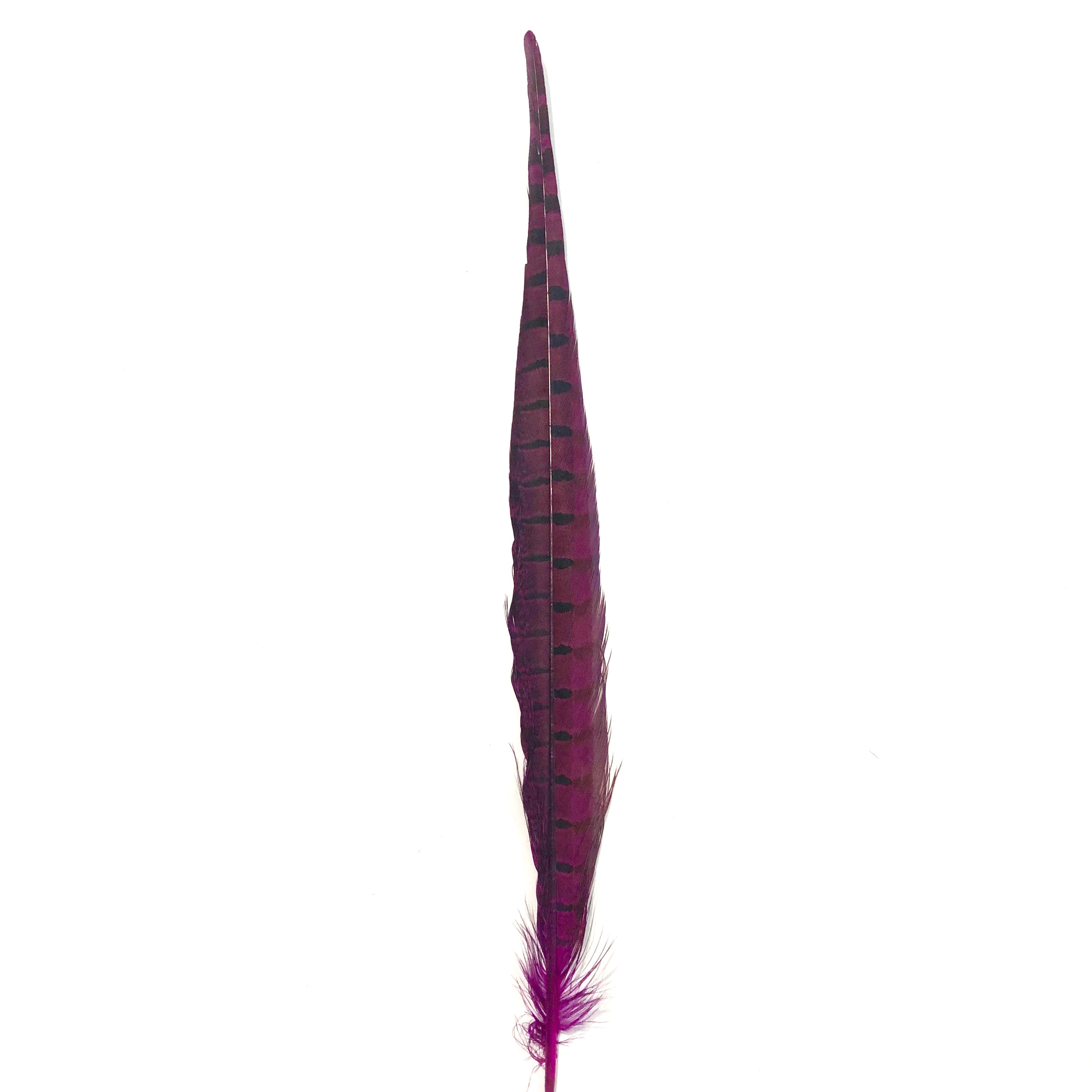 10" to 20" Ringneck Pheasant Tail Feather - Cerise