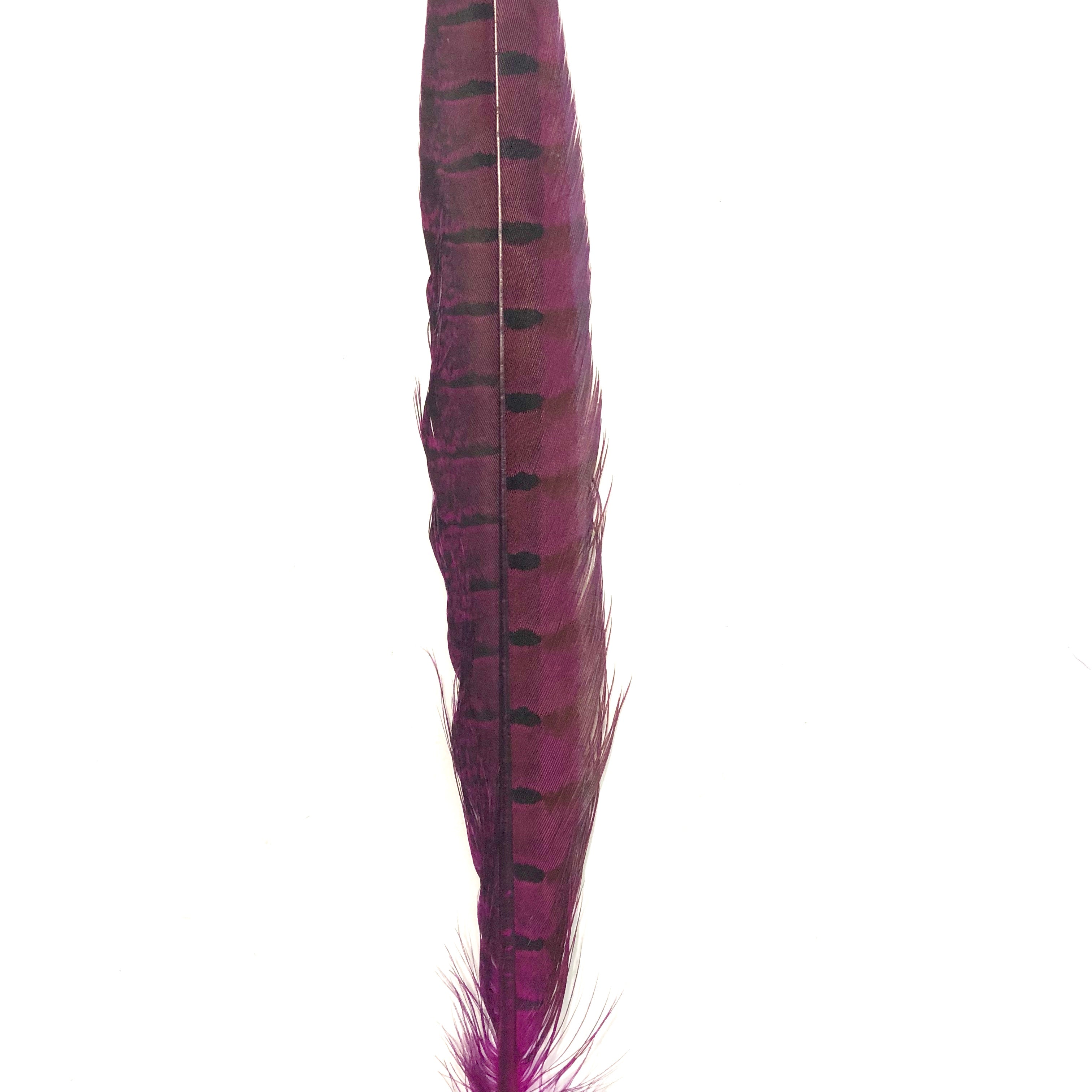 10" to 20" Ringneck Pheasant Tail Feather - Cerise