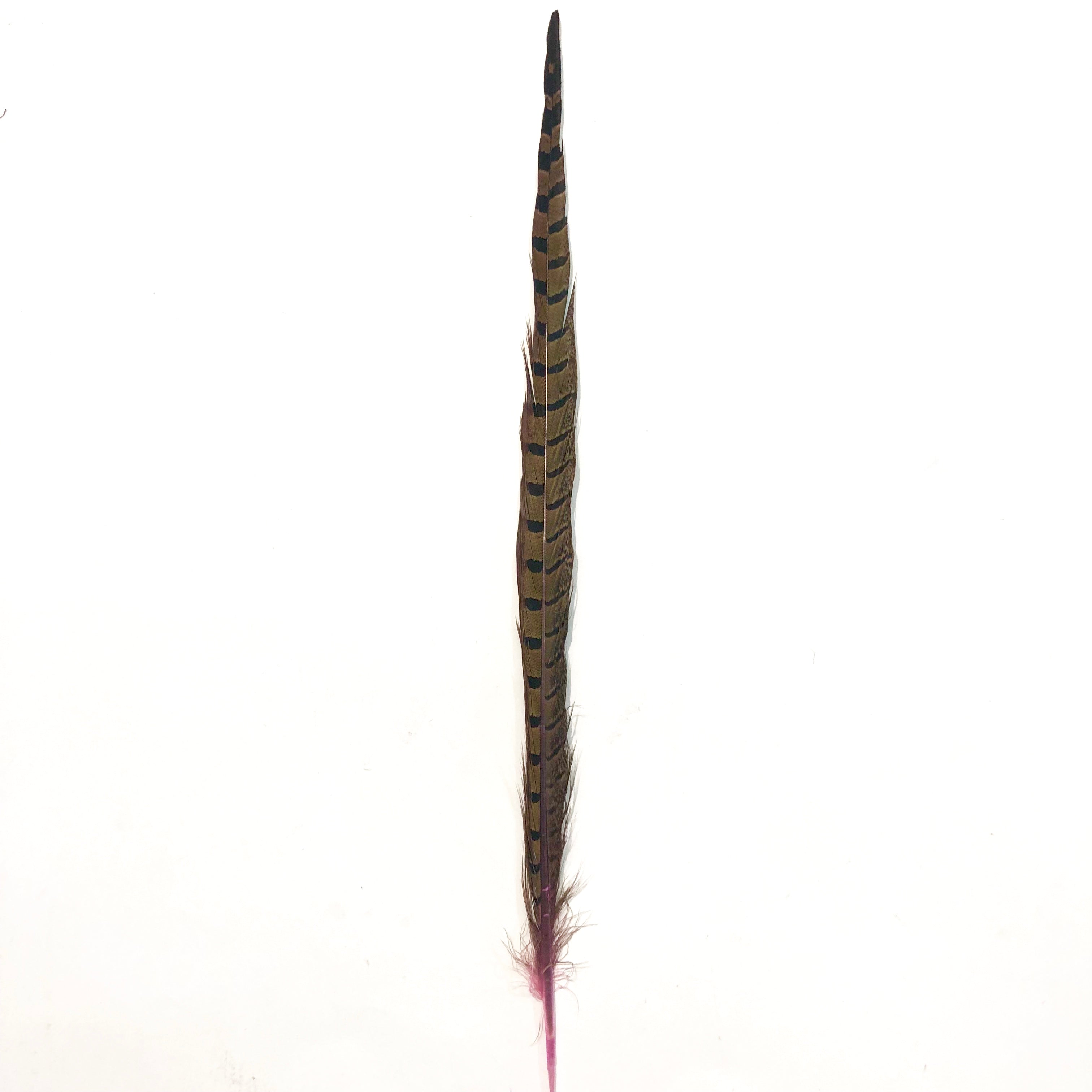 10" to 20" Ringneck Pheasant Tail Feather - Pink