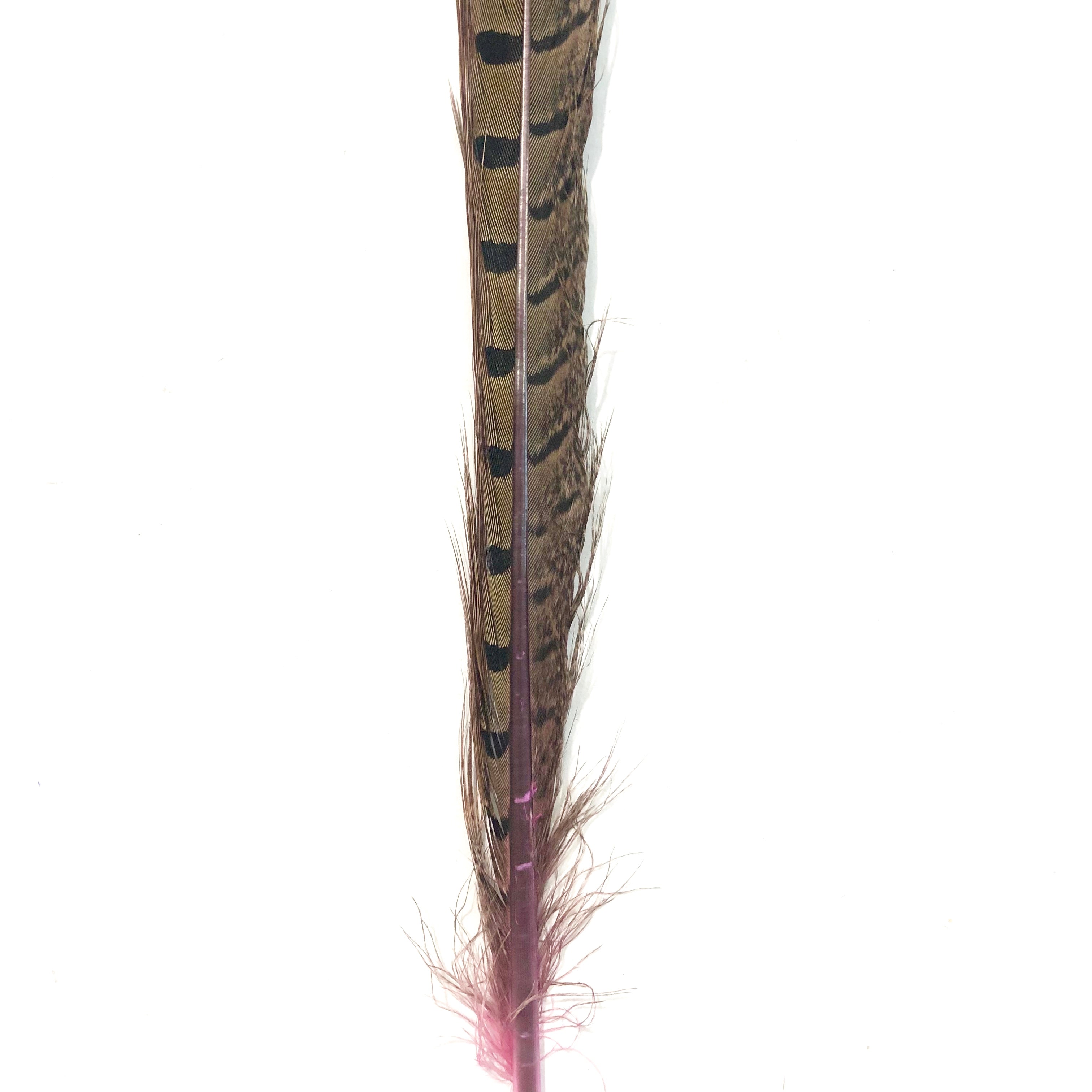 10" to 20" Ringneck Pheasant Tail Feather - Pink