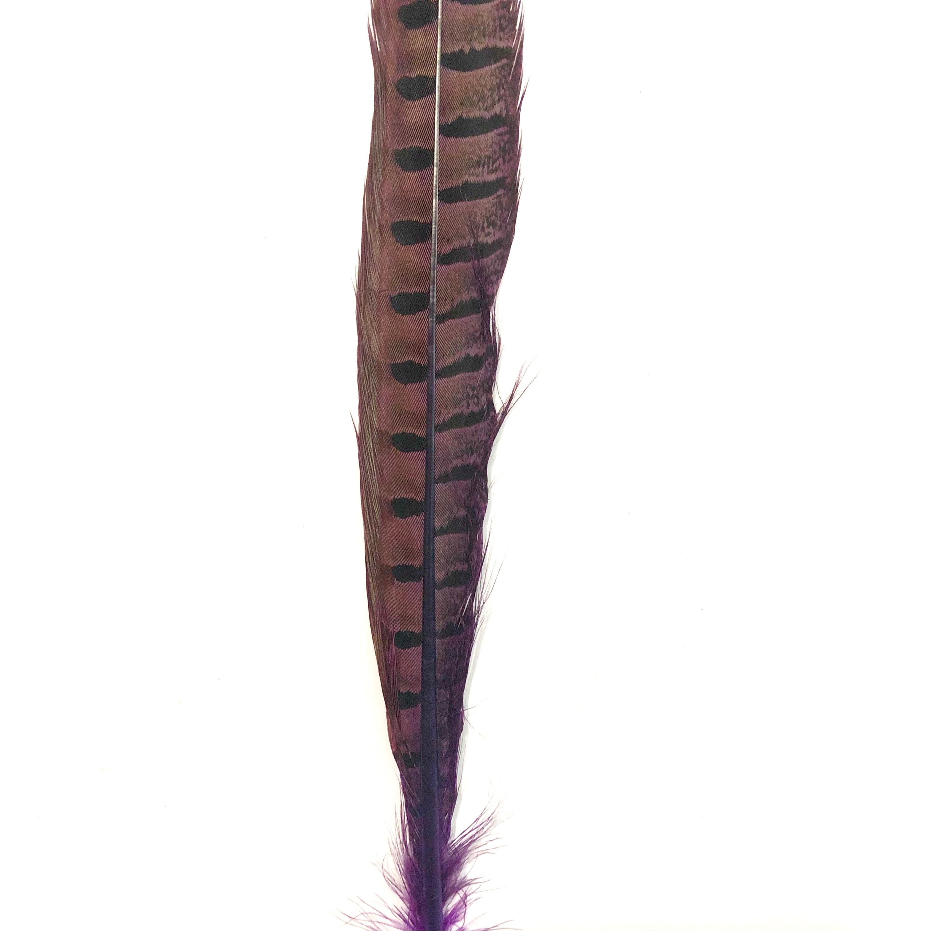 10" to 20" Ringneck Pheasant Tail Feather - Purple
