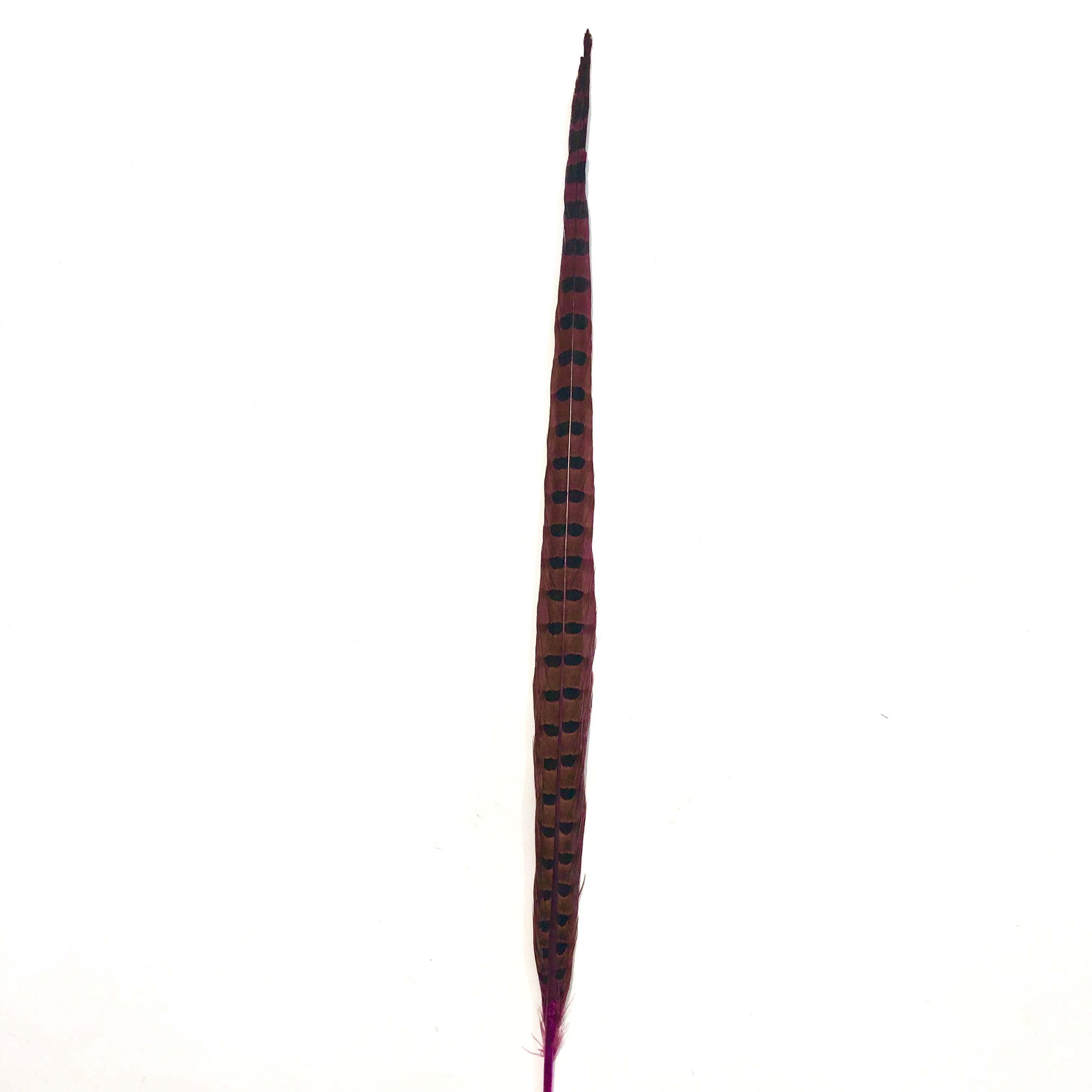 10" to 20" Ringneck Pheasant Tail Feather - Hot Pink