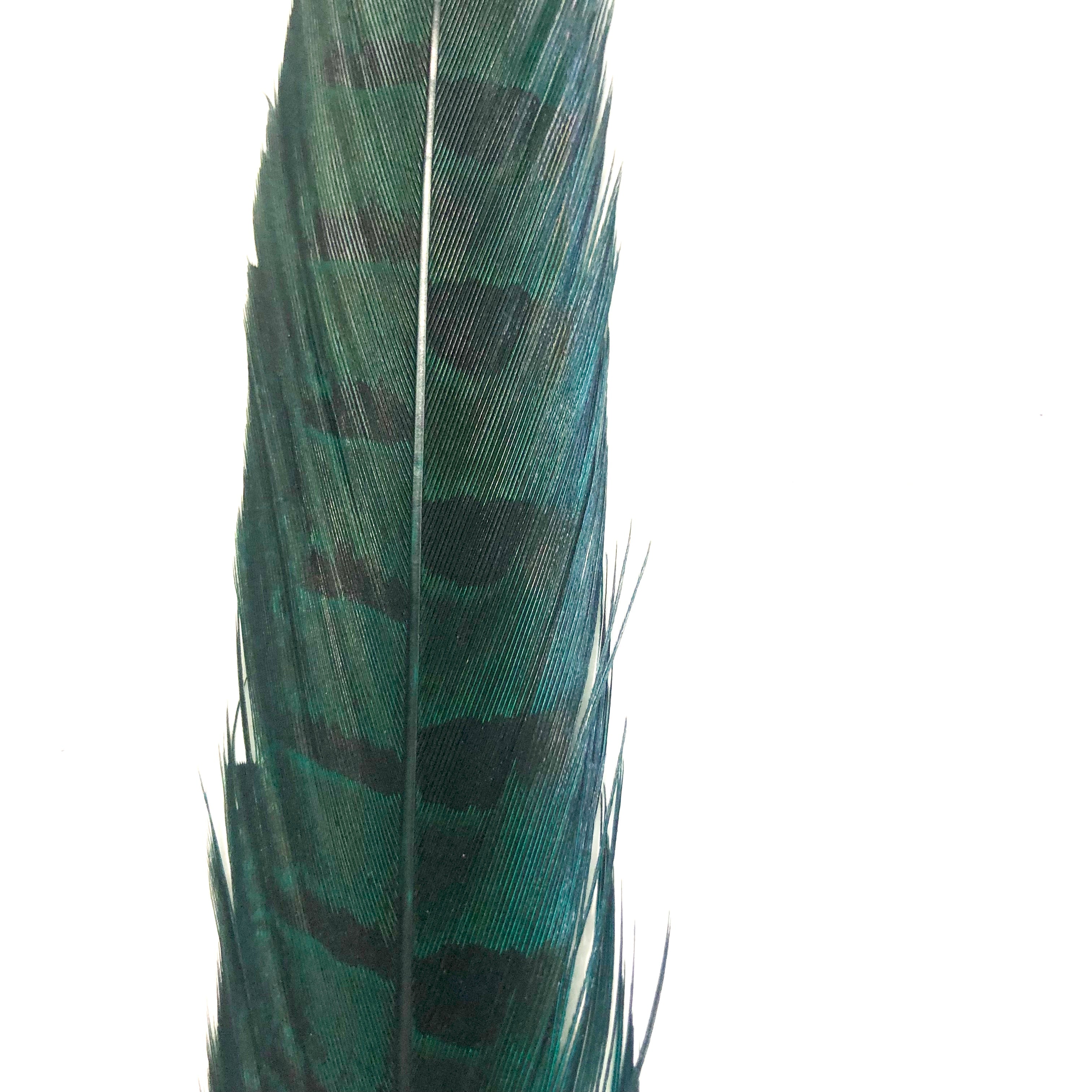10" to 20" Ringneck Pheasant Tail Feather - Emerald Green
