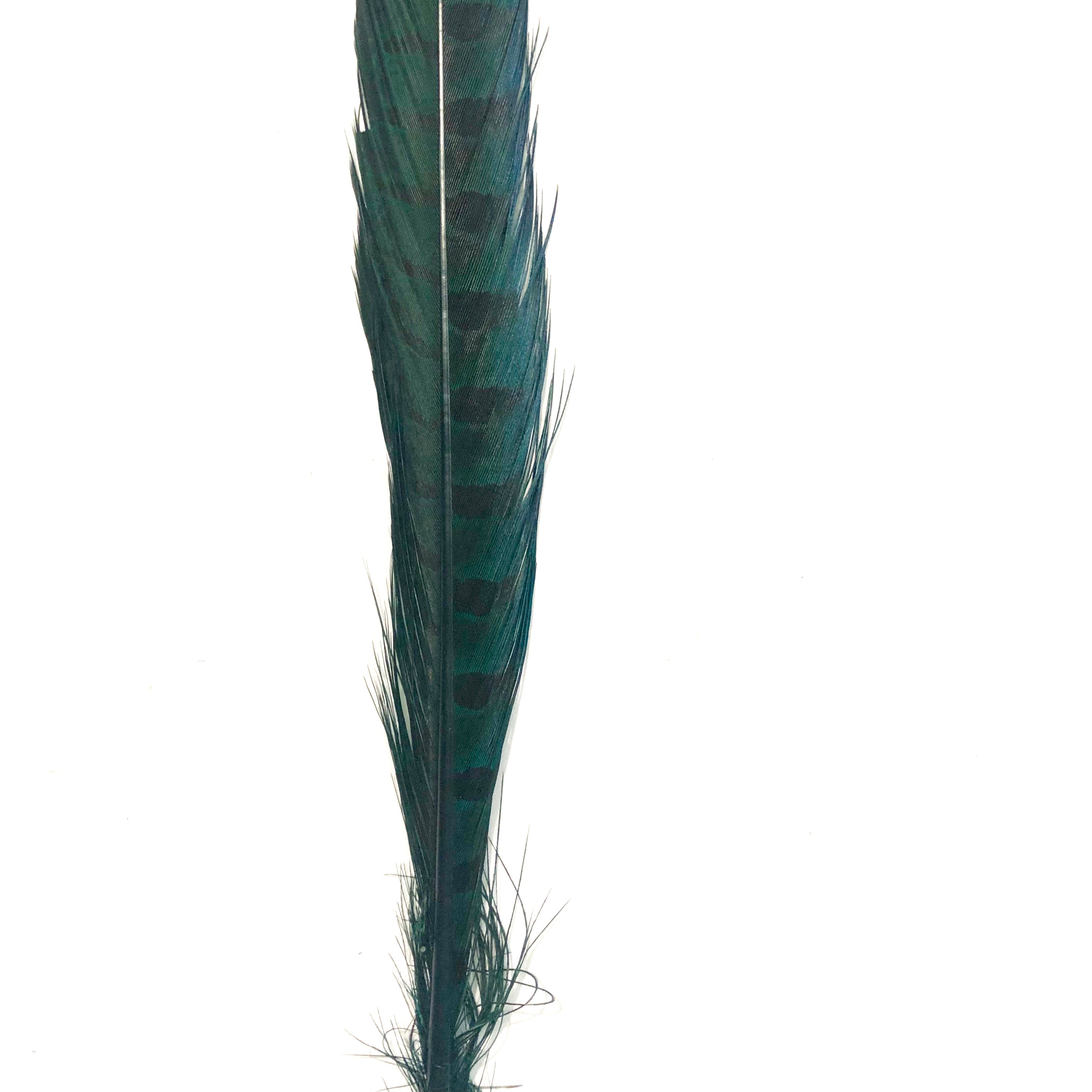 10" to 20" Ringneck Pheasant Tail Feather - Emerald Green ((SECONDS))